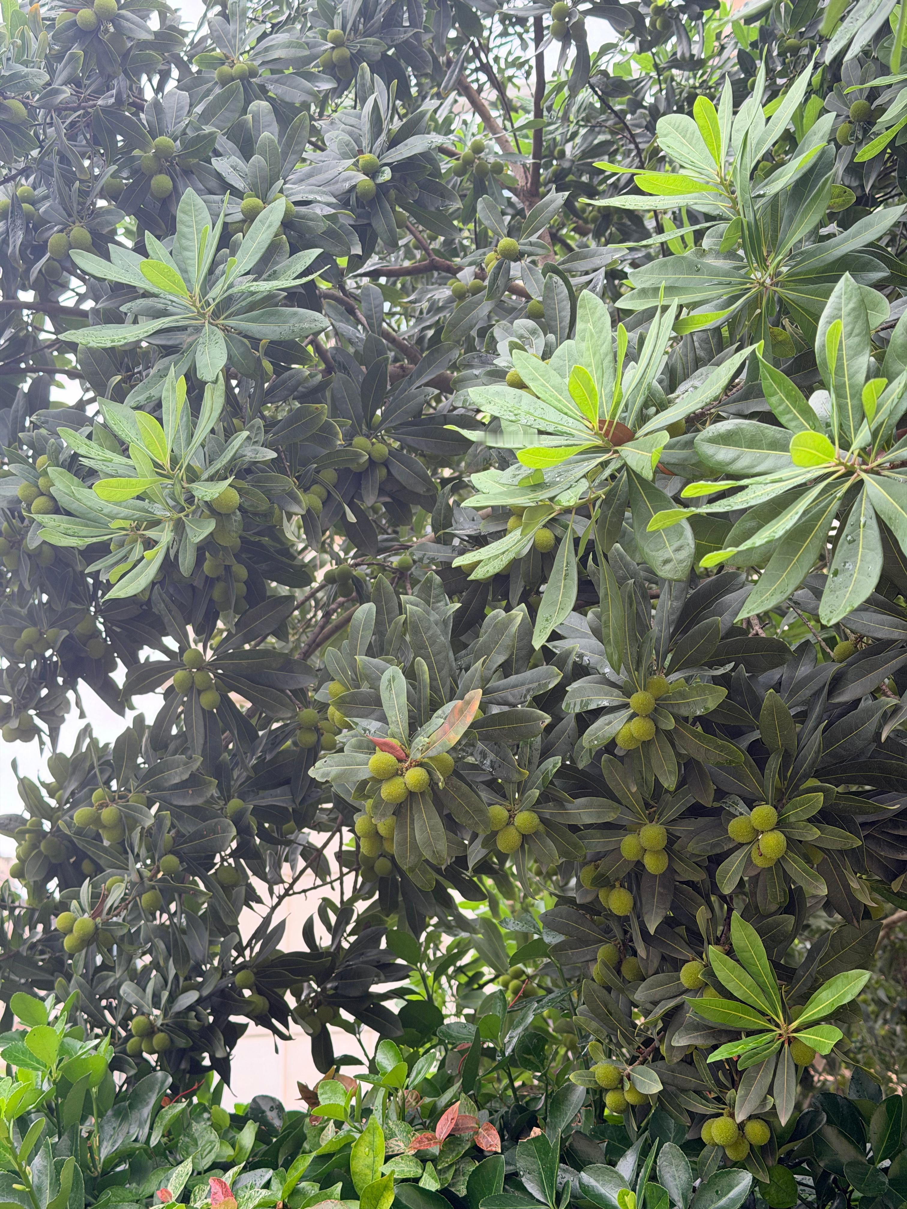 梅雨季节到了？室内室外都是如此闷热，无心工作💼 