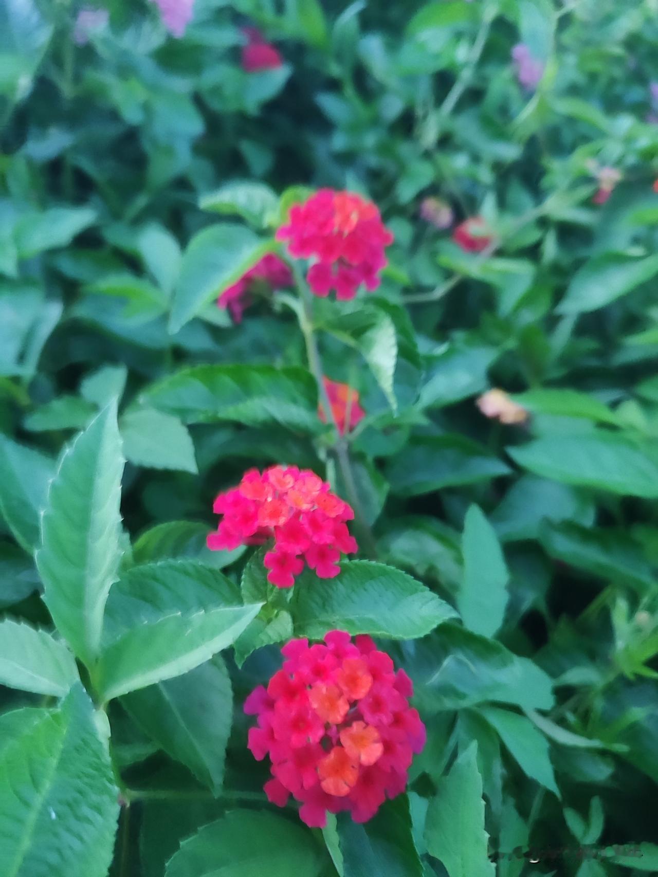 随手一拍都是美好，看，就像我拍的这些花，每一张都藏着小确幸。
路边的小雏菊，不用
