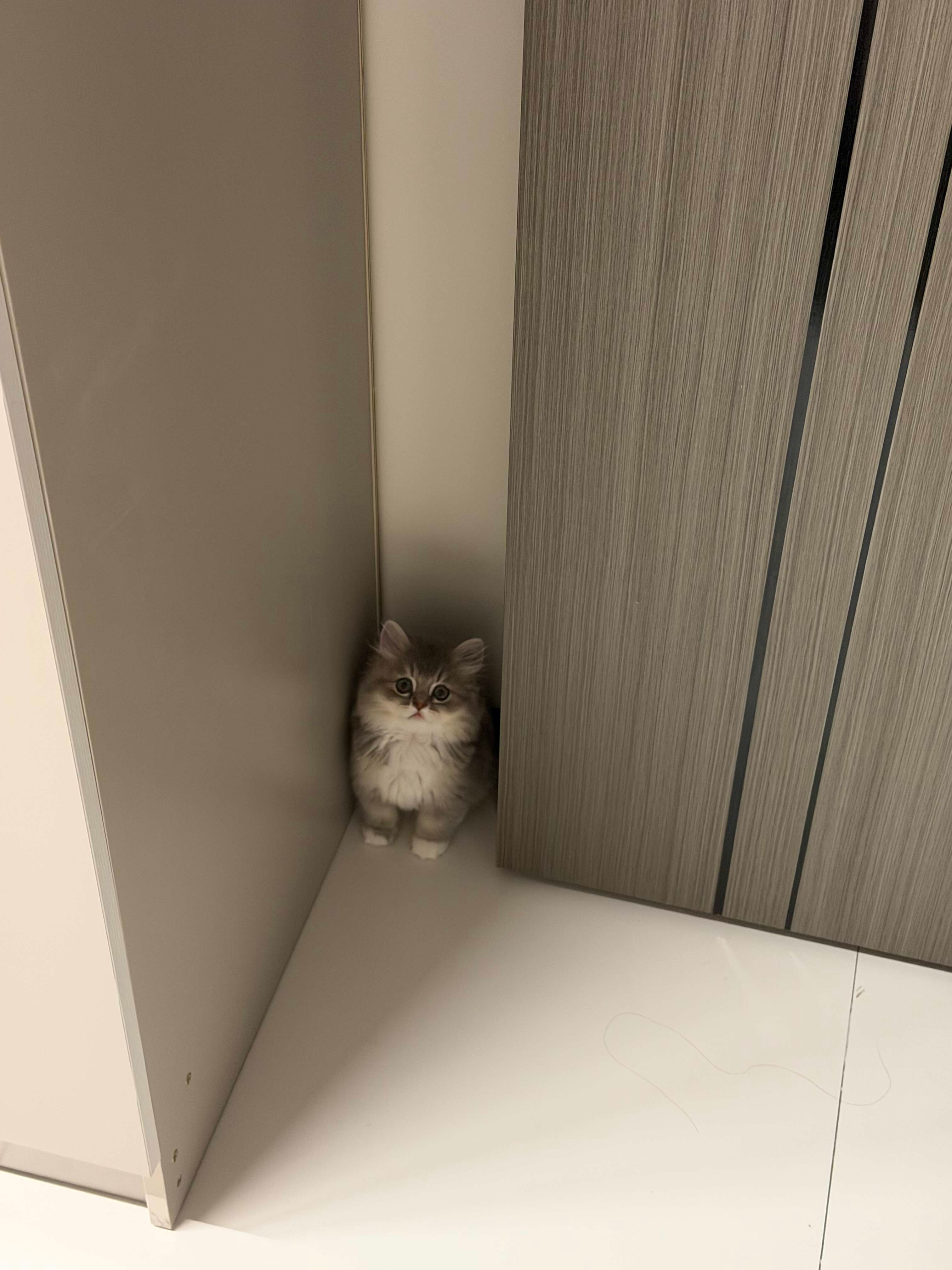 不听话的小猫得罚站 