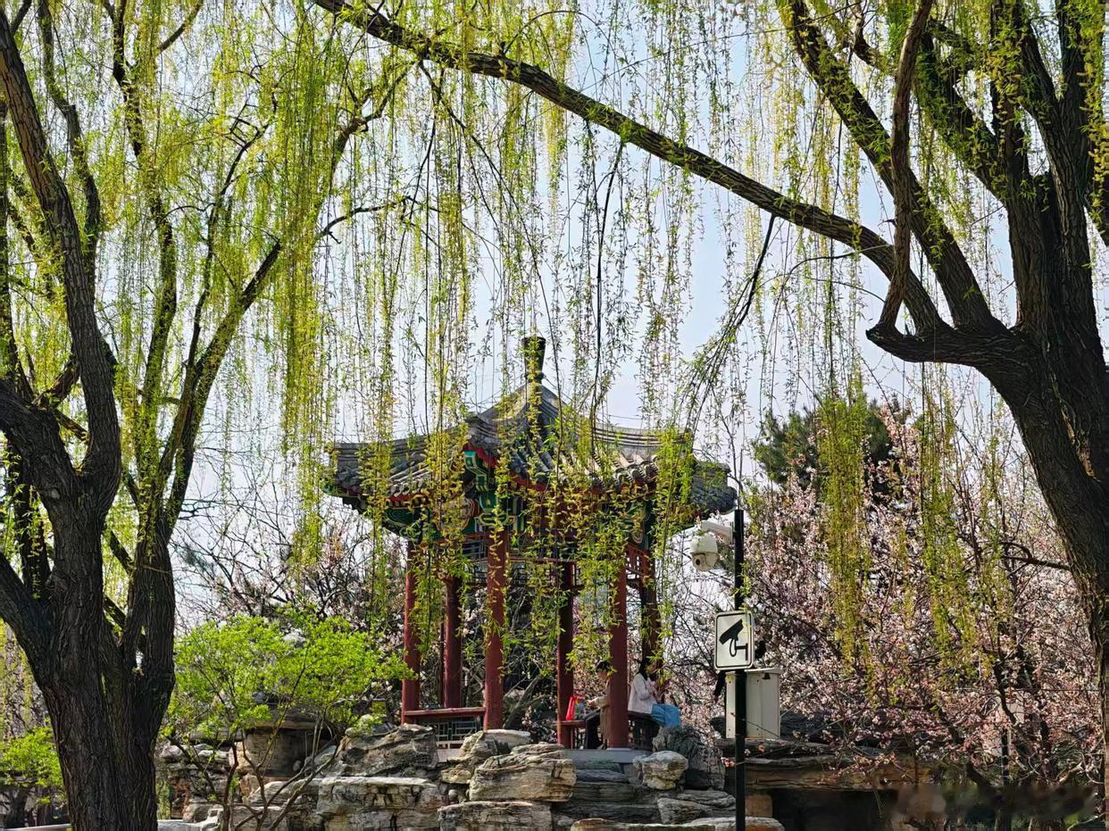 一树垂柳，揽尽满城春光～ 