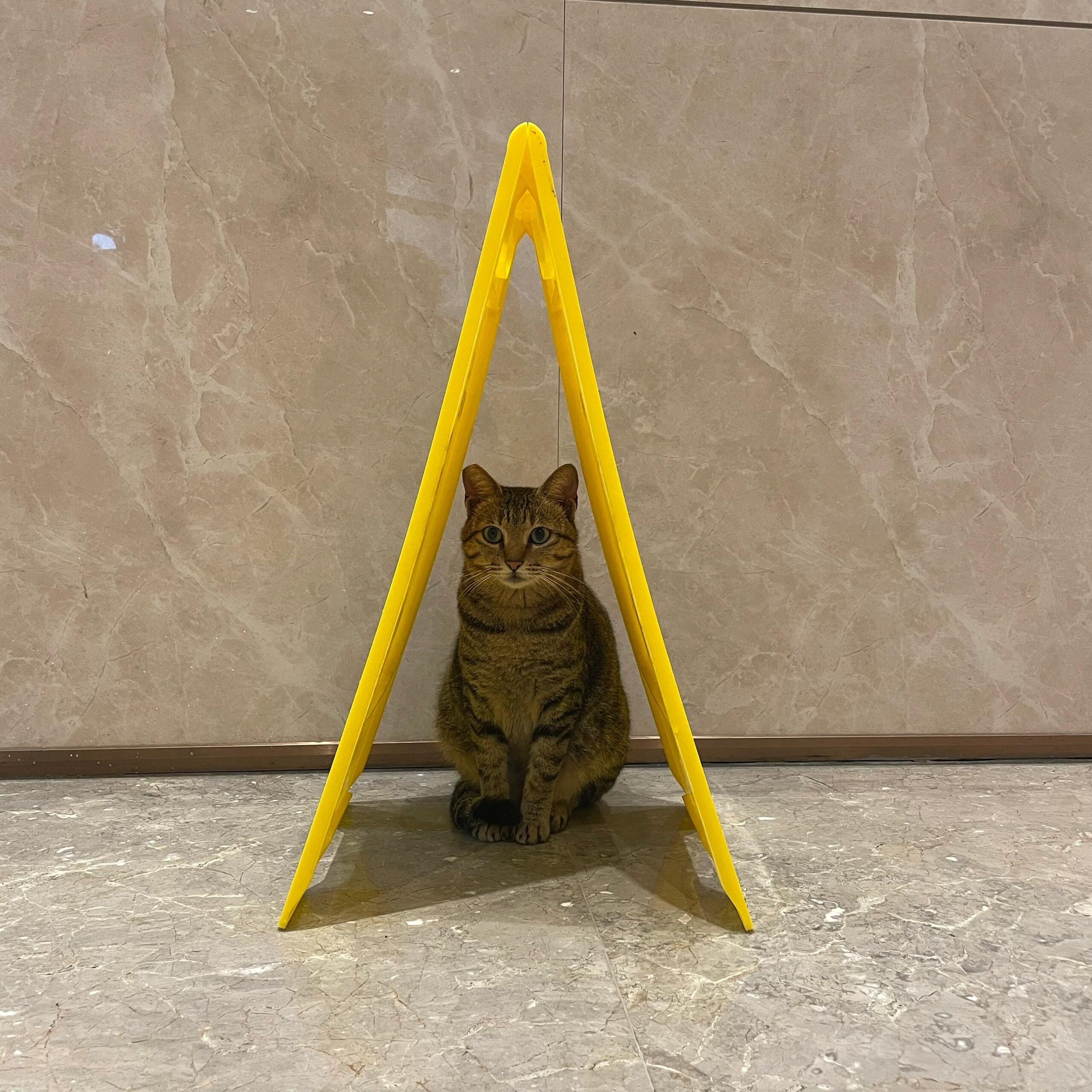 小猫咪也需要安全感！（深圳狂风暴雨 一出电梯看到宝宝在大厅防滑标识下面蹲得方方正
