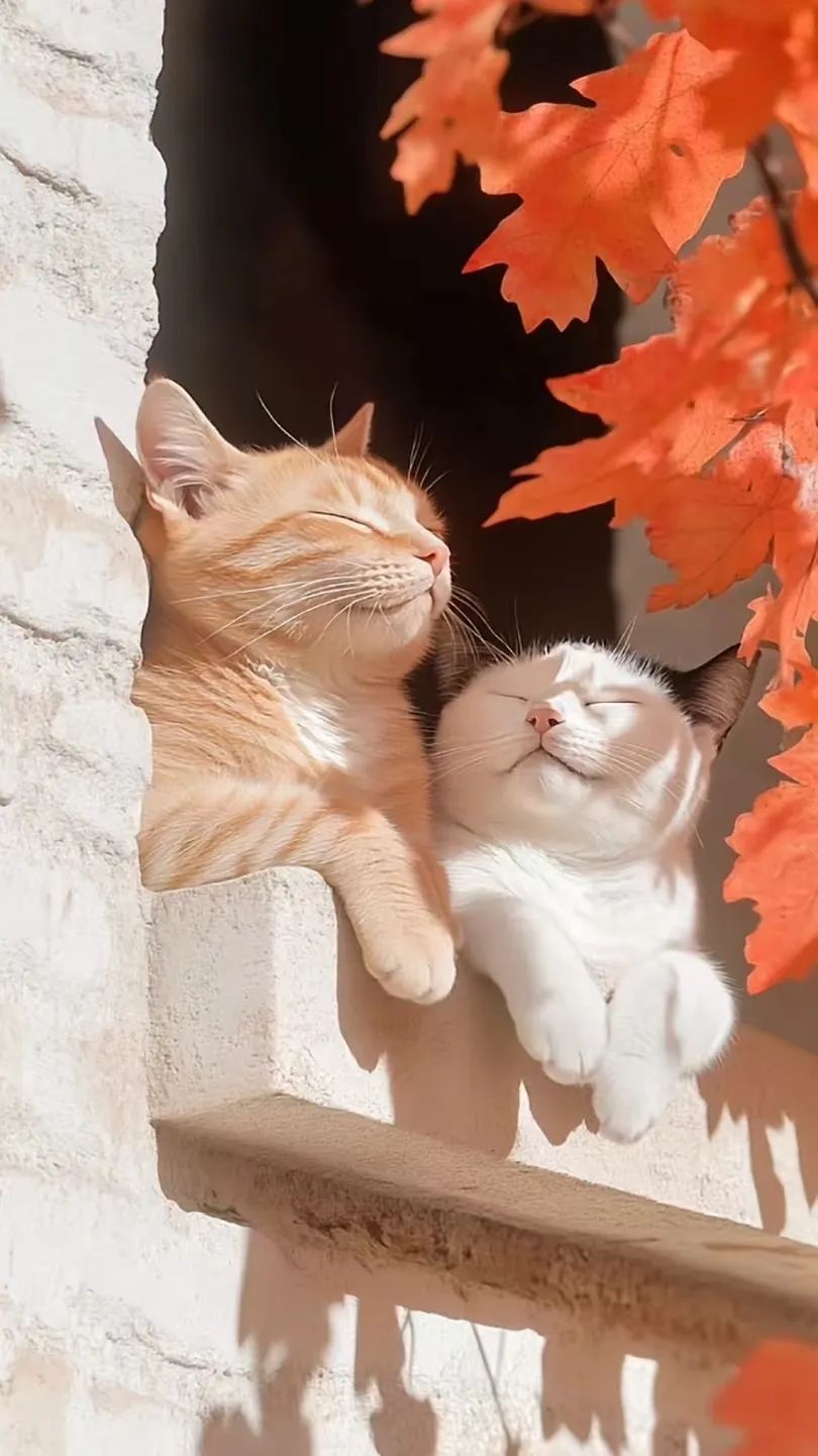 沉浸式猫猫生活 