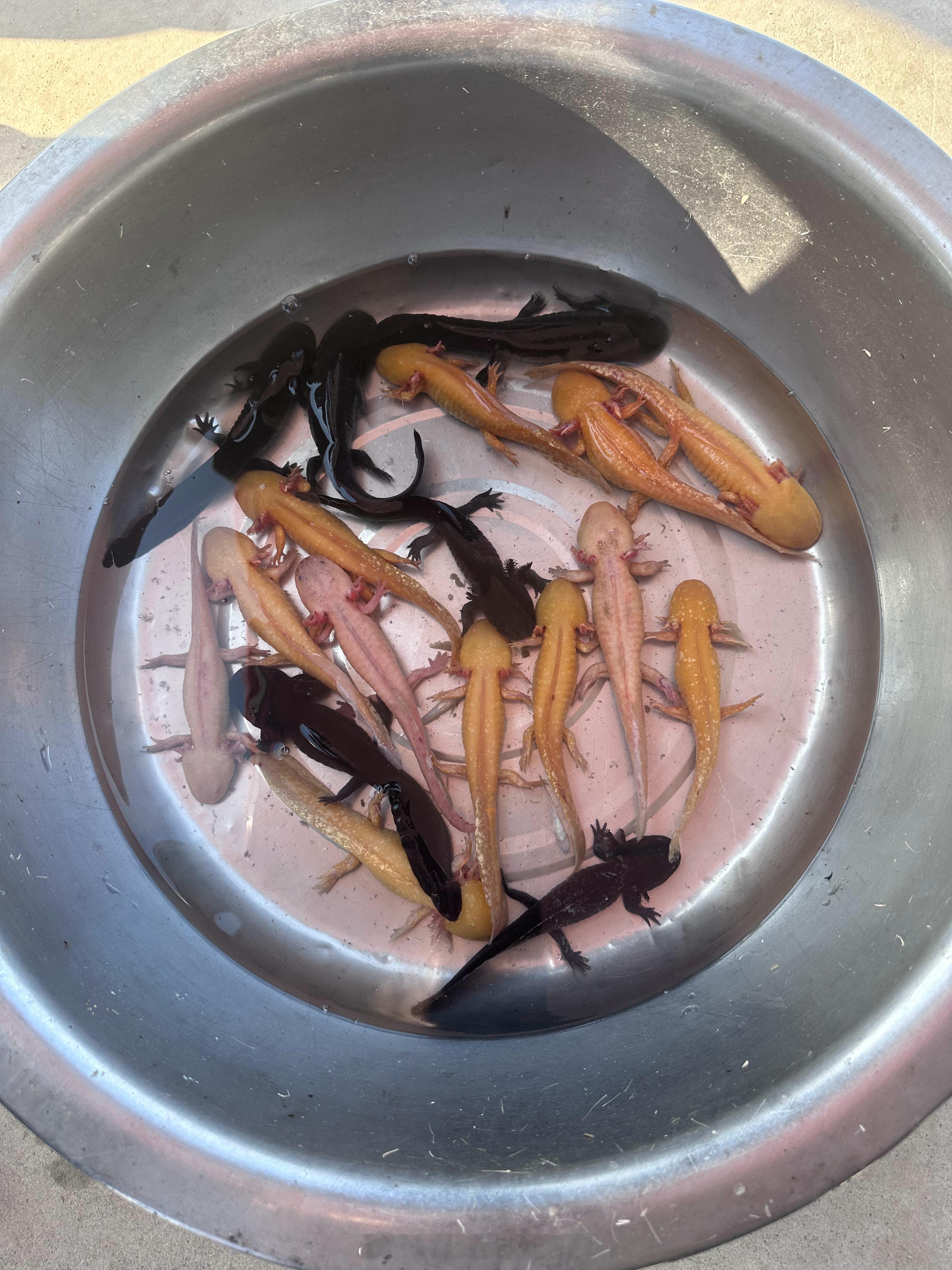 有认识这种鱼的吗？ 