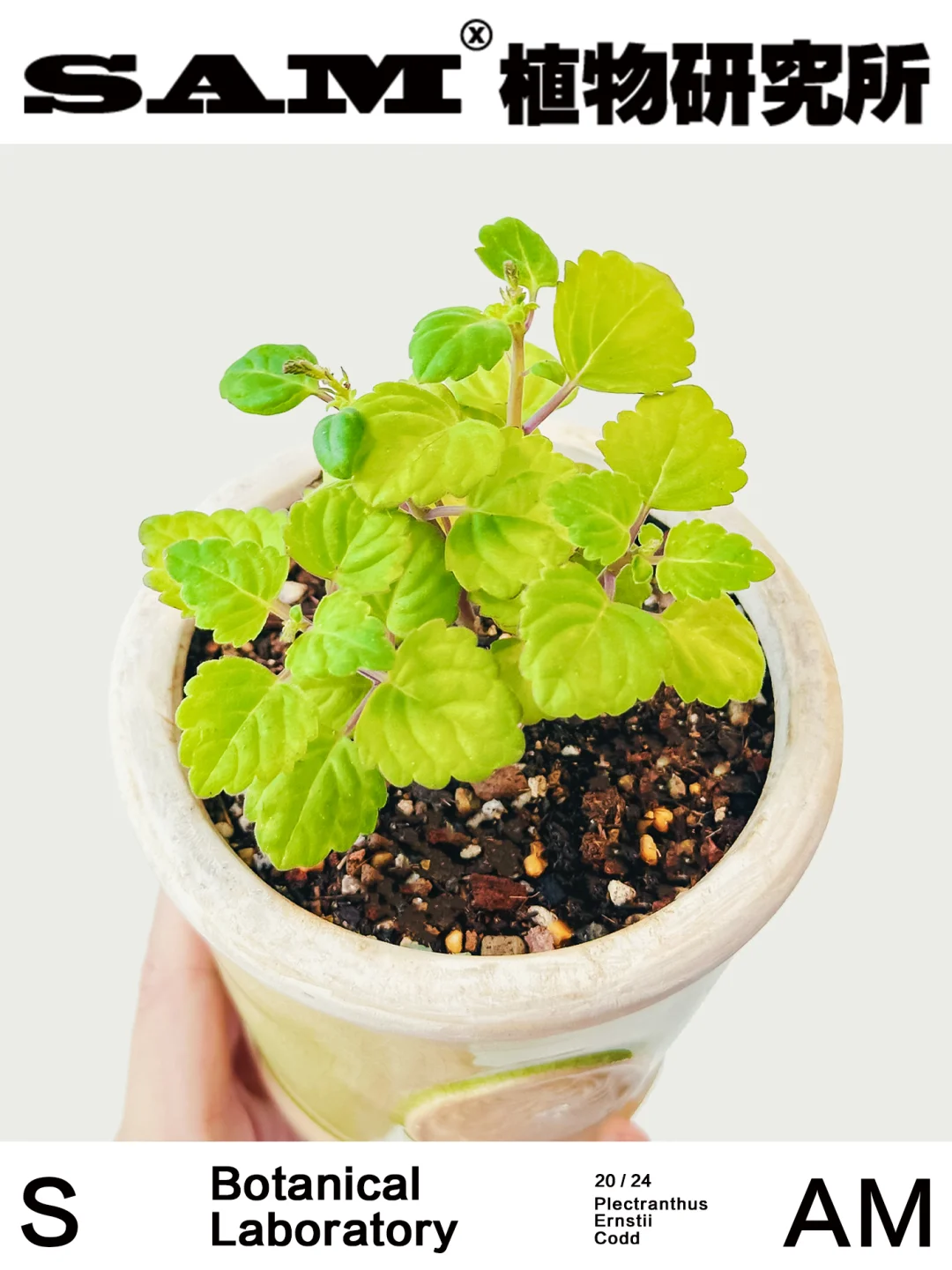爱氏延命草｜Plectranthus Ernsti