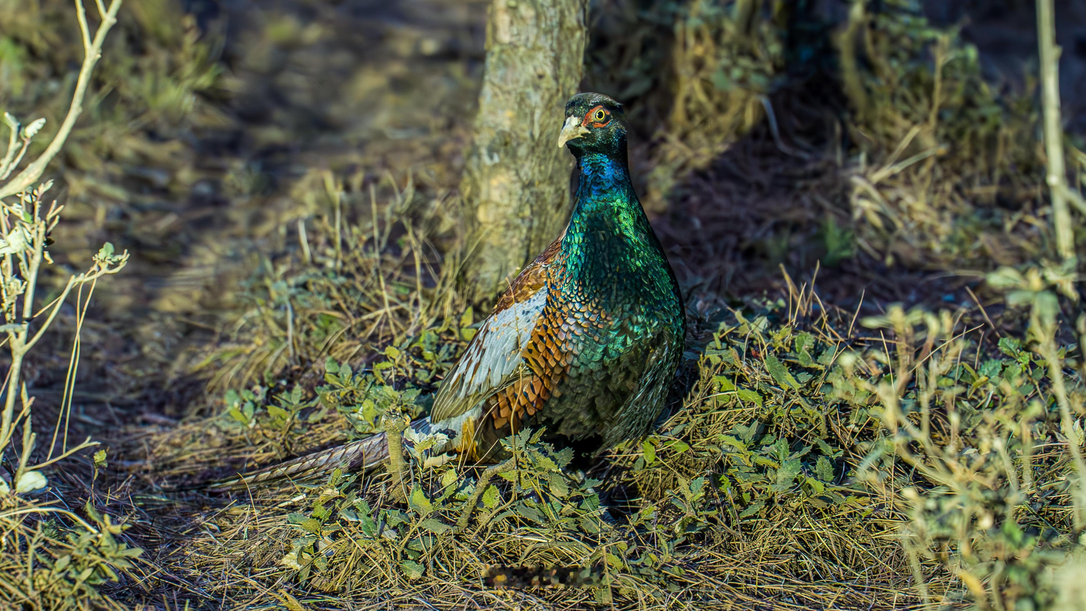 你看我拍到的这是个啥？看模样是雉鸡，但颜色又不一样，肚子是绿色的，有没有懂鸟的大