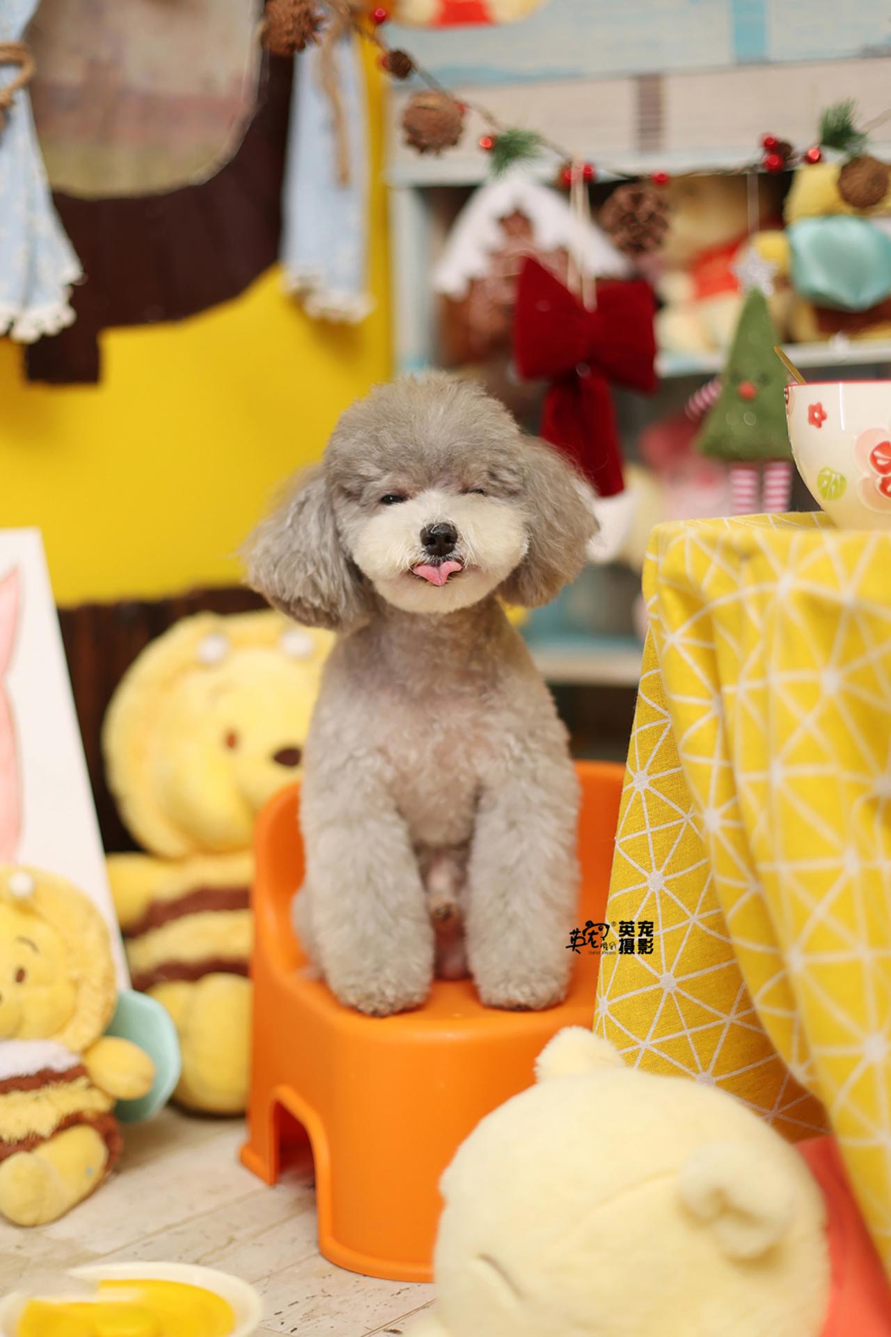 今天维尼的朋友是个小调皮
【上海拍摄】