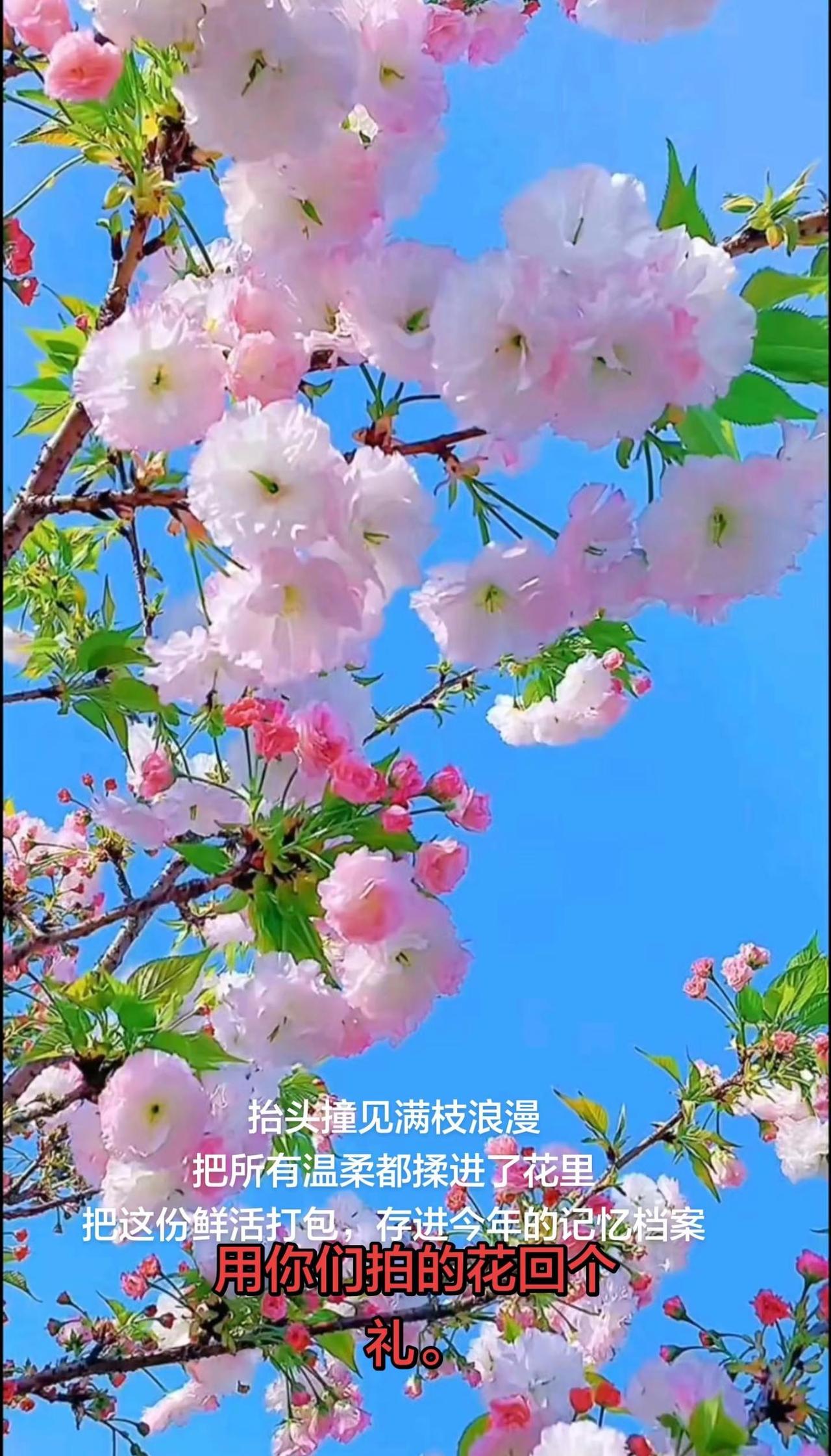 我的图片 随变ai随便玩 上热门发作品