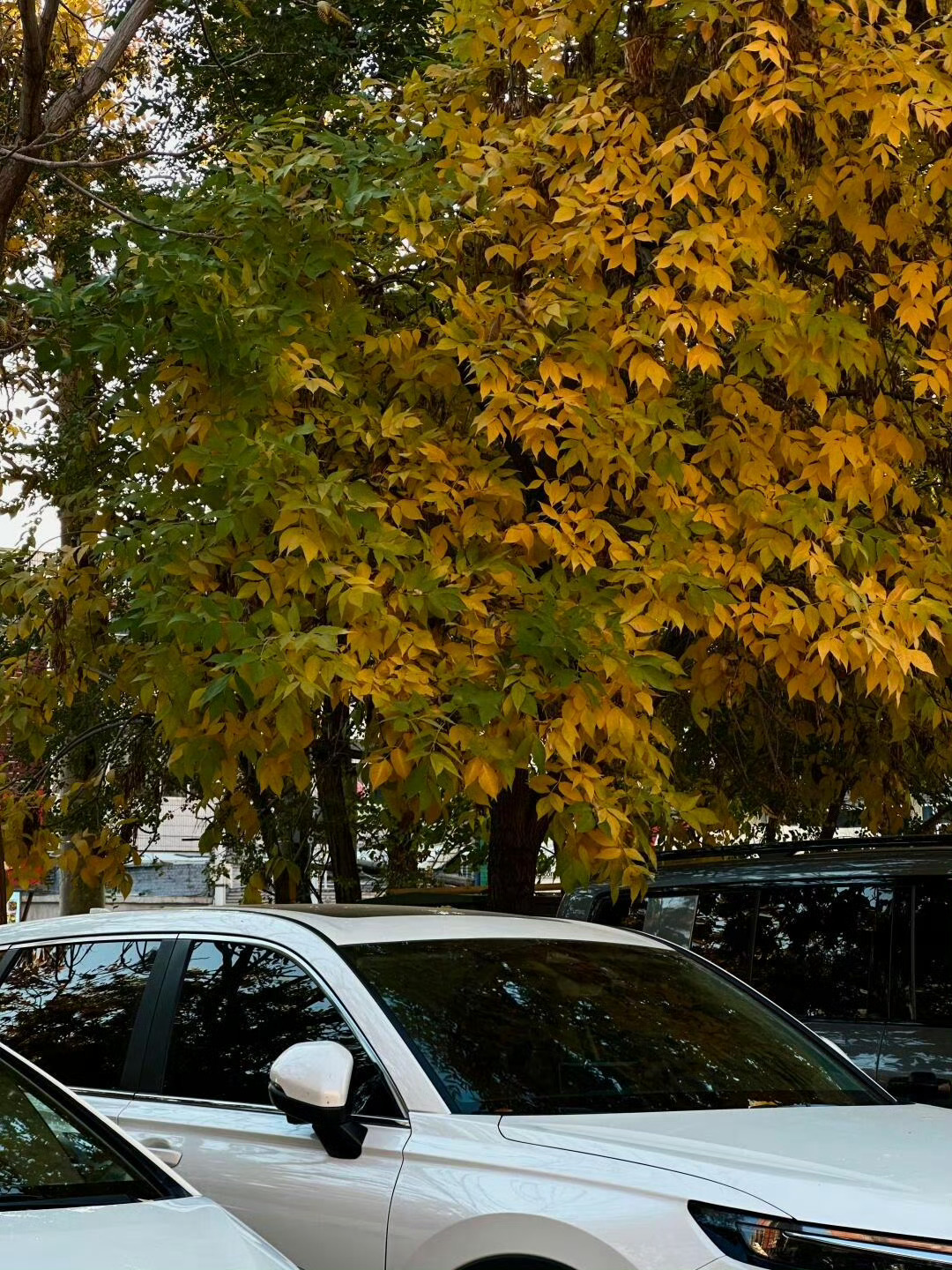 又一秋冬噜🍂❄️在喜欢的舒适状态里生活～ 