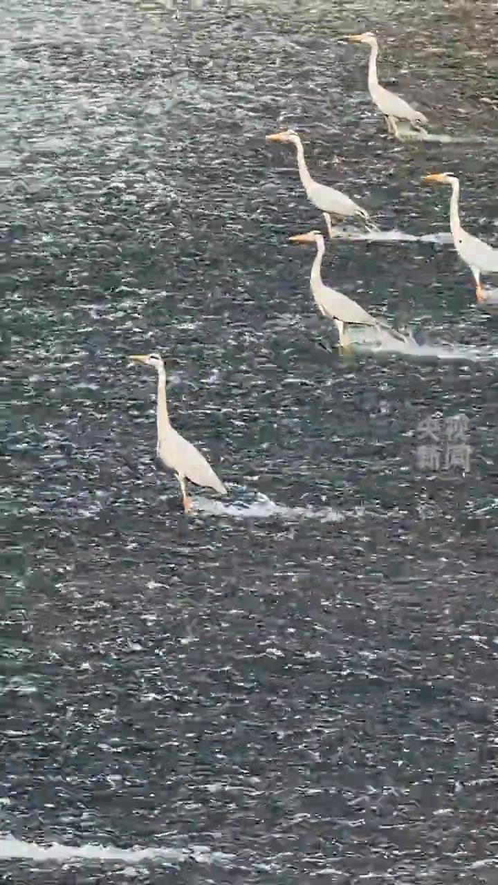 近日四川成都，踏浪而行。