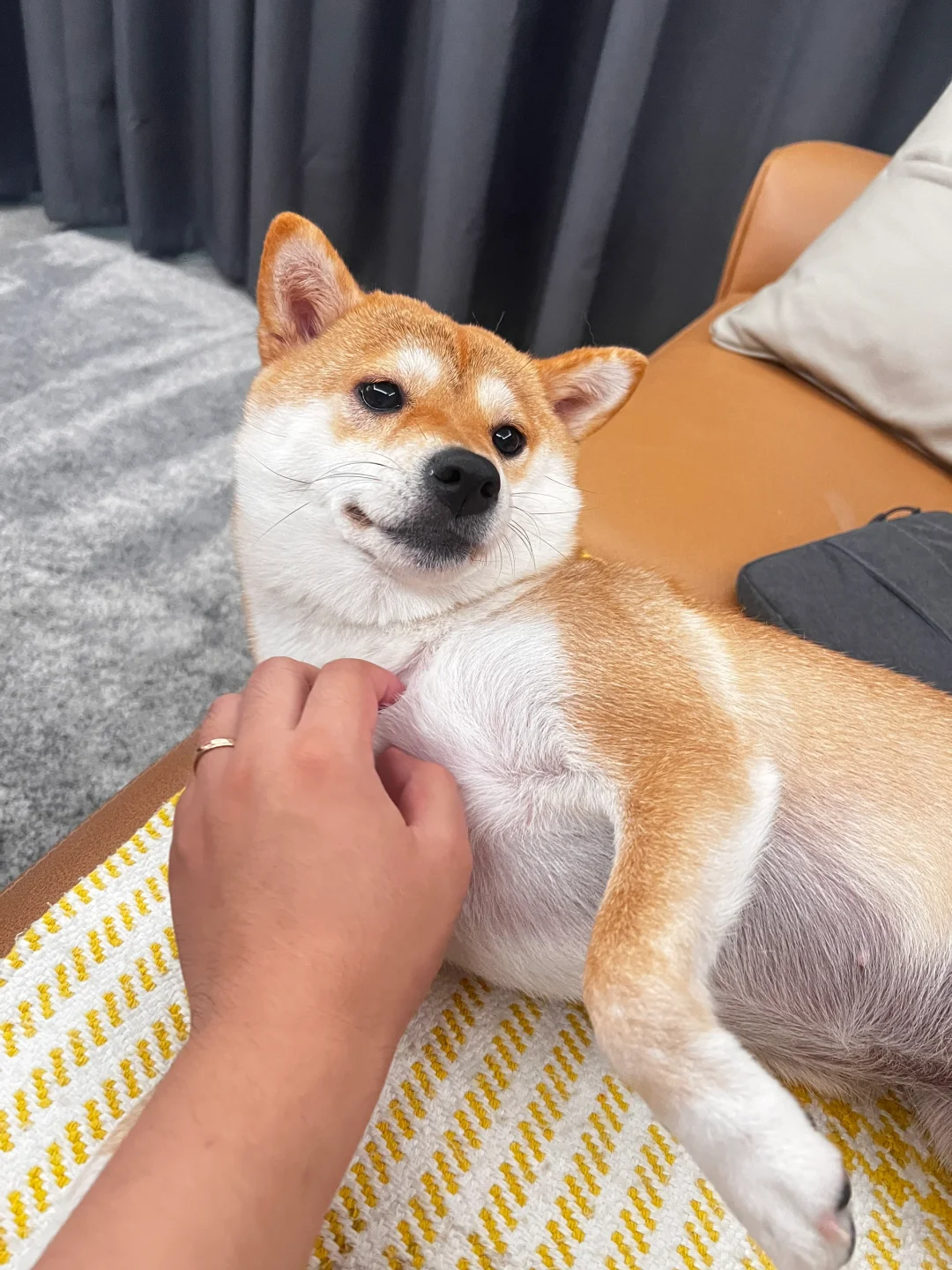 切记！小狗不能吃的太烫