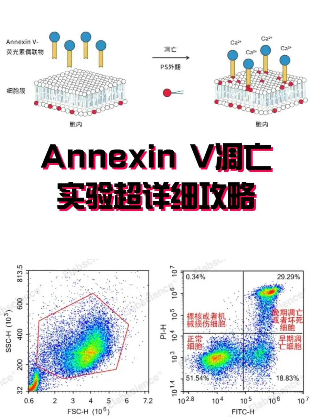 从入门到精通：Annexin V凋亡实验攻略🔥