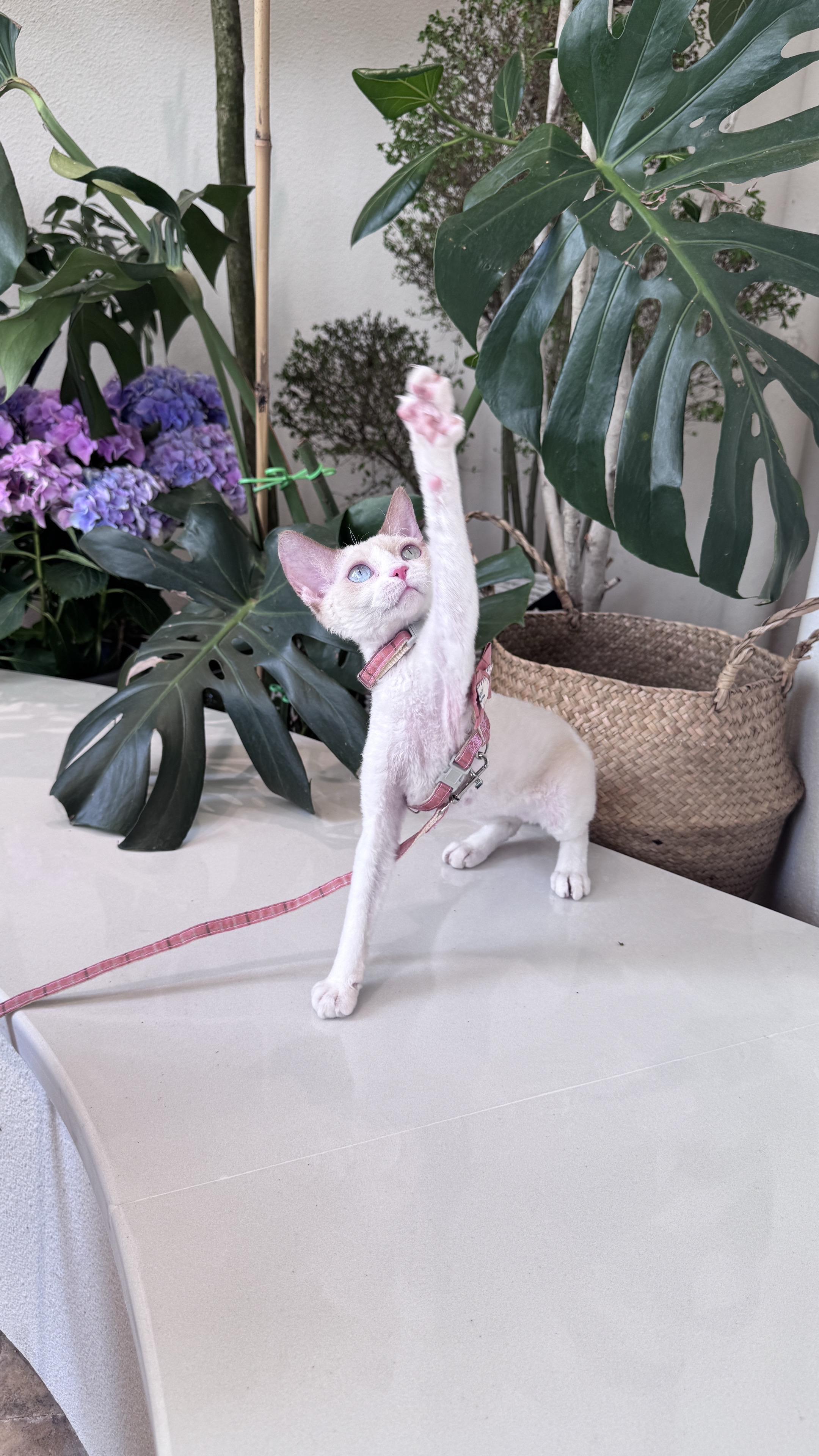 欢迎新的小伙伴