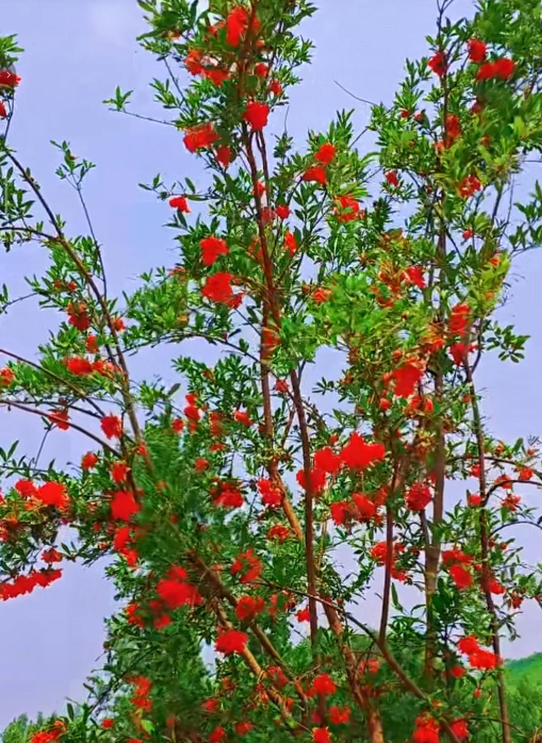 对联飞花令 石榴花
出句：一枝红是指尖血（雪浪）