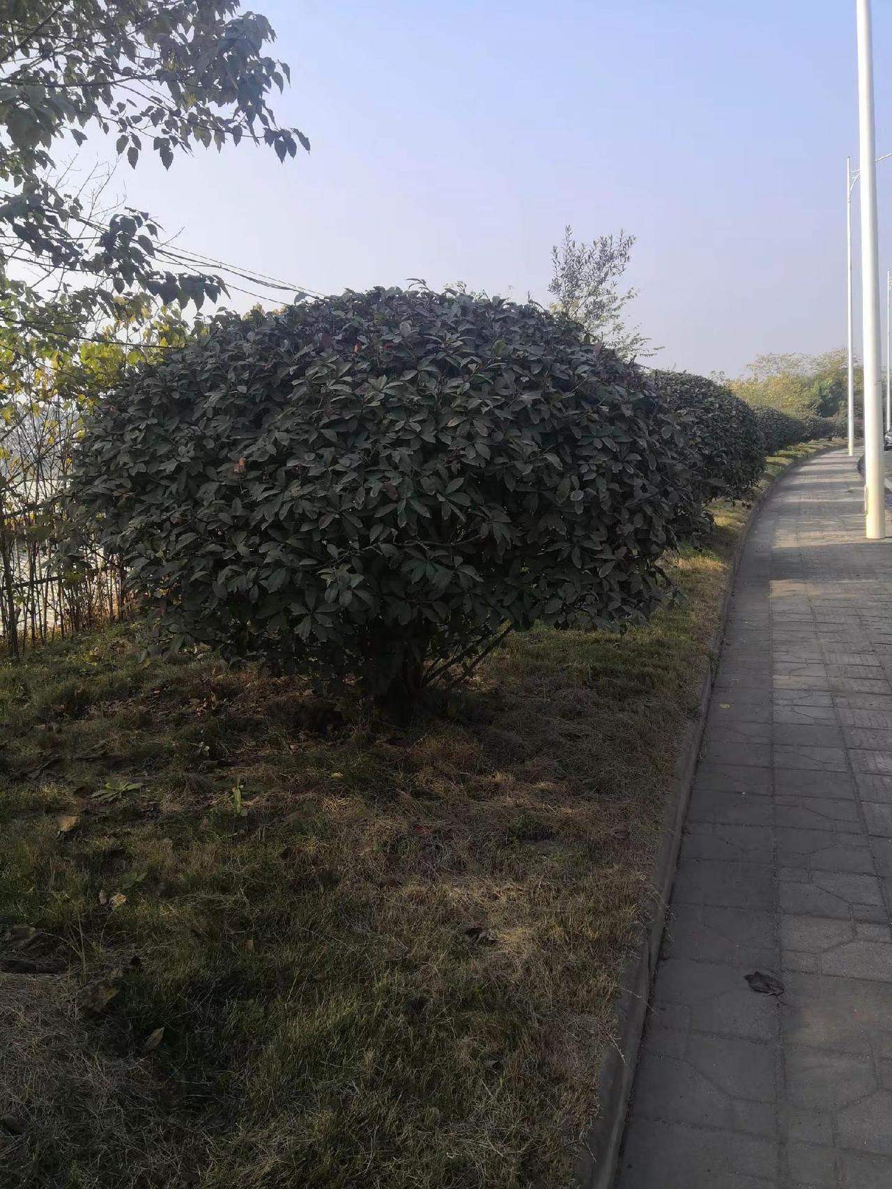 淮口大镇，欢迎你乡村生活 农村田园风光 园林景观 四季如春