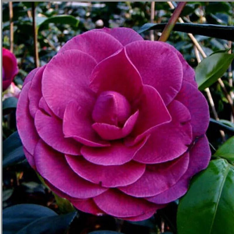 机器人惊艳春晚！
除夕的辞岁烟花，点亮夜空。每年除夕守岁时，春晚总是最受瞩目。今