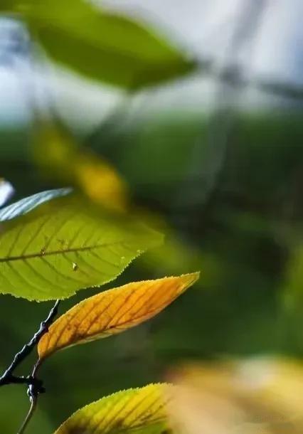时间，那是一种无形的流沙，悄无声息地从我们的指间滑过，带走了我们的青春和回忆。它