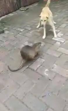 这鼠真大。