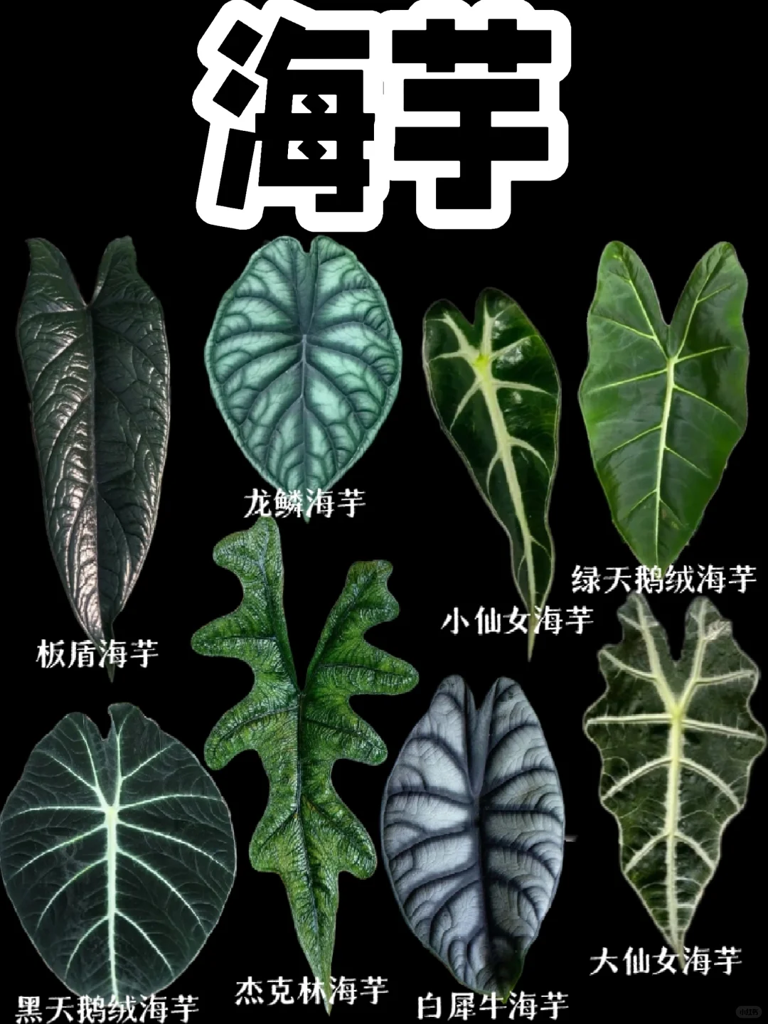 【海芋】好看的观叶植物