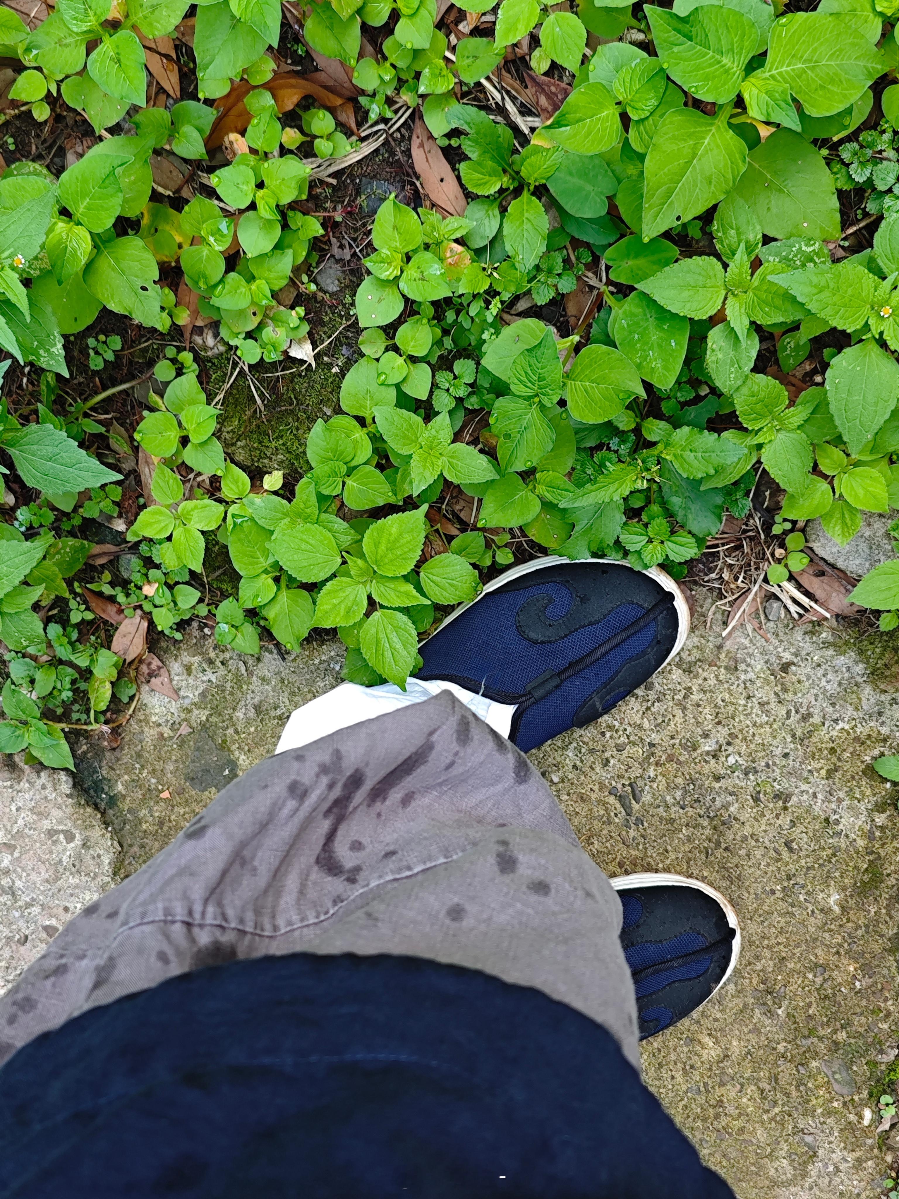 早行山中，瓜藤打湿了裤脚，想起小时候冬天上学，豆子叶也是这样打湿裤子。 
