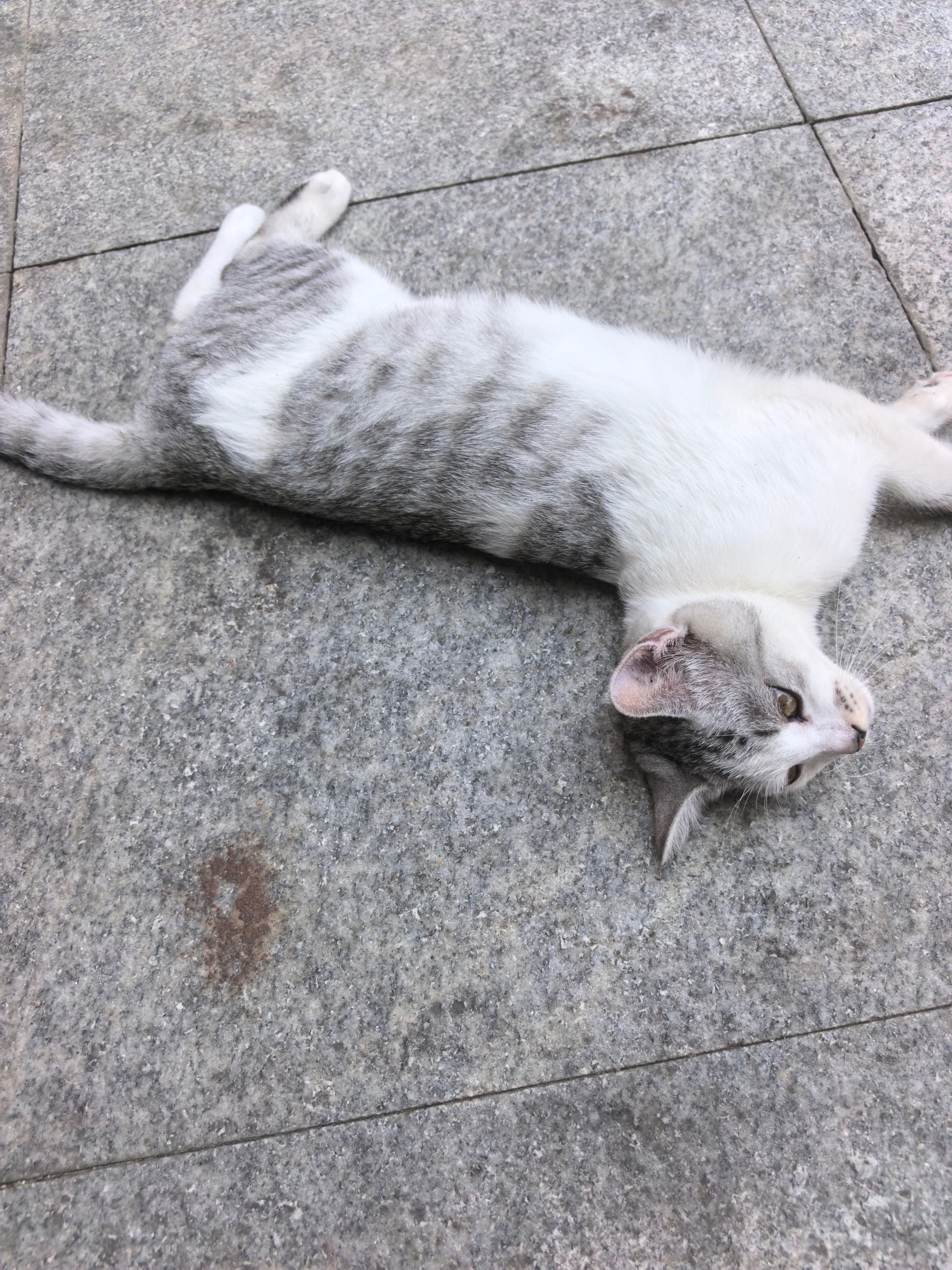 丑猫姿势合集，还怪享受的