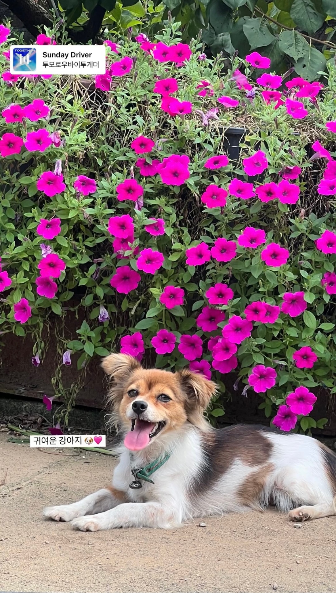 申裕斌：最可爱的小狗🐶 ​​​