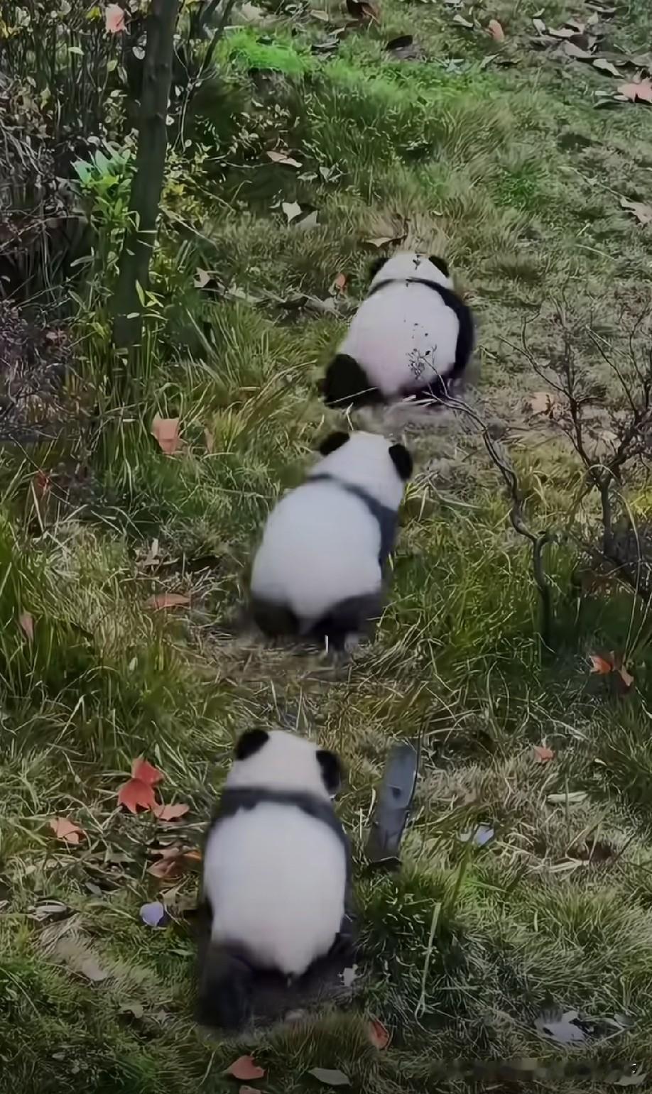 小团子真可爱！