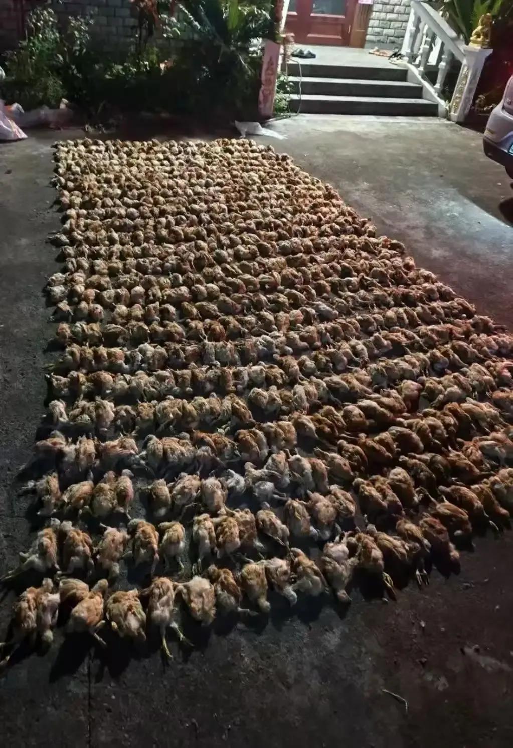 养了千只鸡，一夜之间大半被活活“吓死”，凶手竟是国家二级保护动物，这损失该谁来赔
