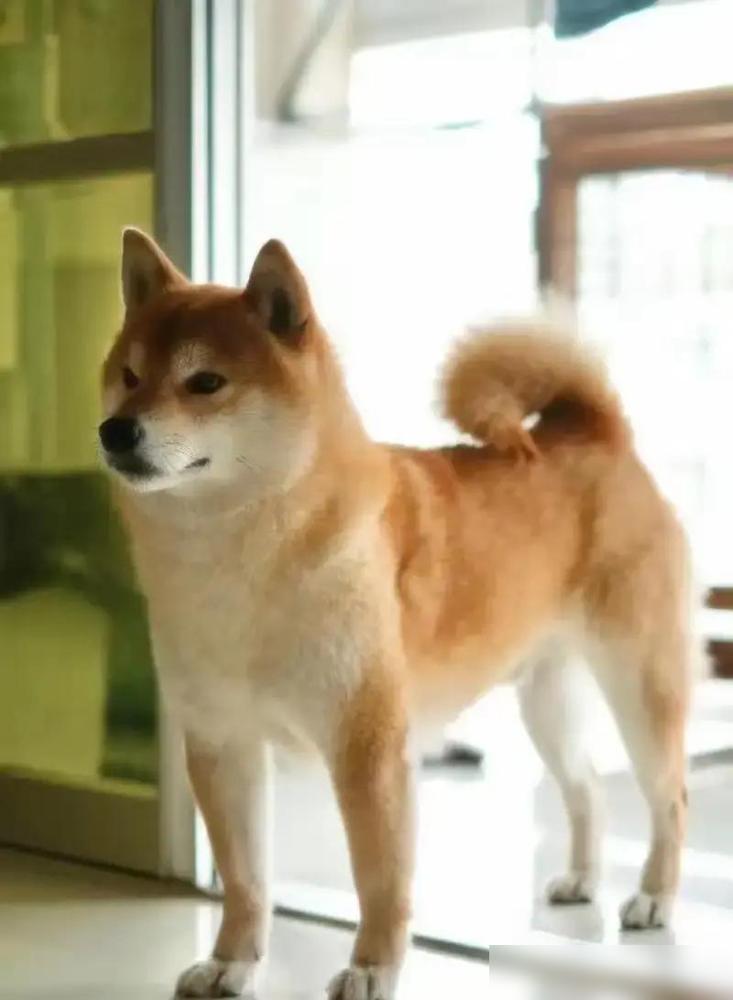 一只养了4年、每天喂进口罐头和鲜煮鸡胸的40斤柴犬，就因为主人出差回来先去抱了猫
