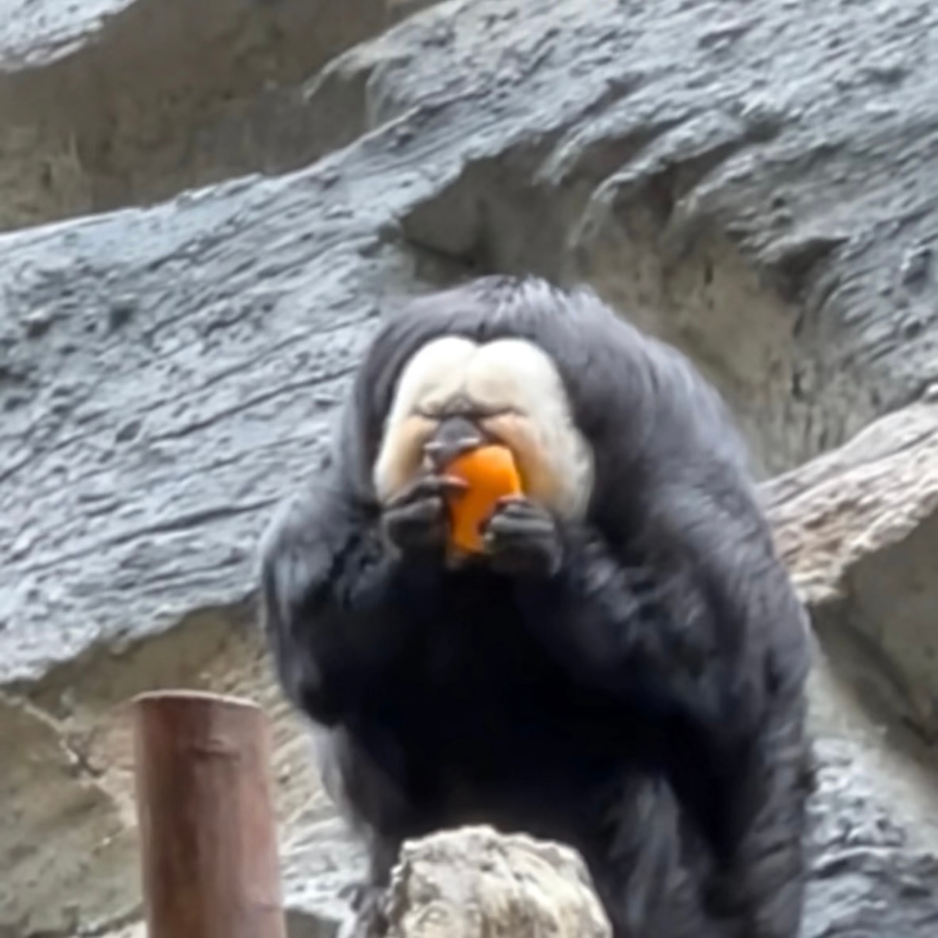 王力宏挑染出现人传猴现象 我真的被王力宏的金发挑染笑不活了，出现“人传猴”现象，