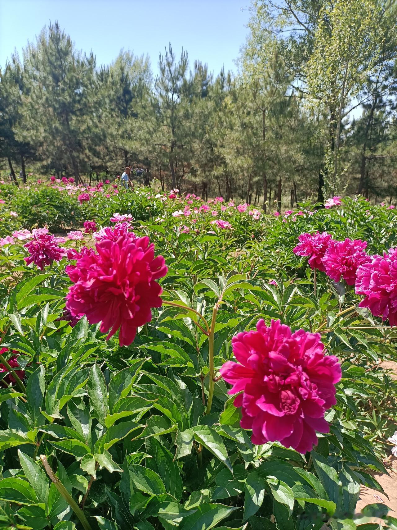 今天中午去和林格尔拍芍药花，真的被惊艳到了。南山这片花海比想象中大很多，品种也多
