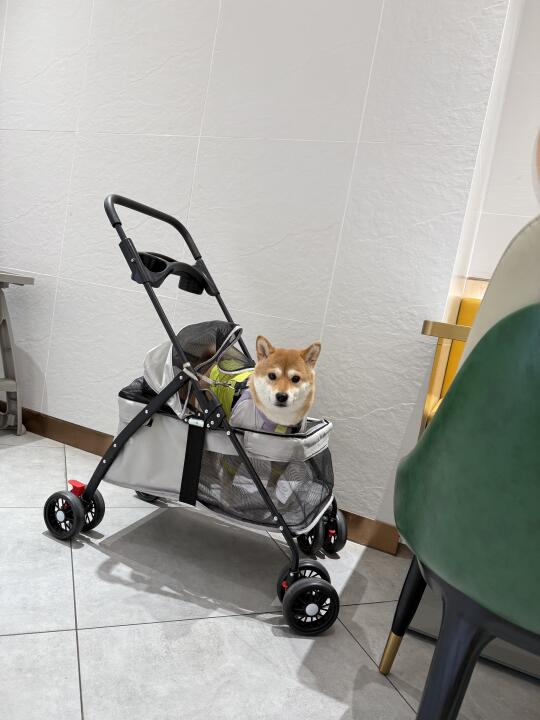 在咖啡厅遇到一只超可爱小狗