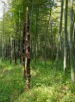 竹笋
破土笋尖力气大，
一夜能蹿三尺八。
管它石头硬不硬，
顶开裂缝向上爬。