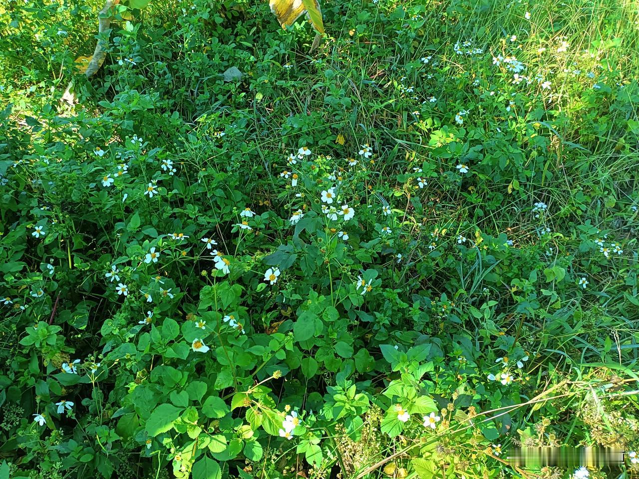 这些野菊花也是一味不错的中草药