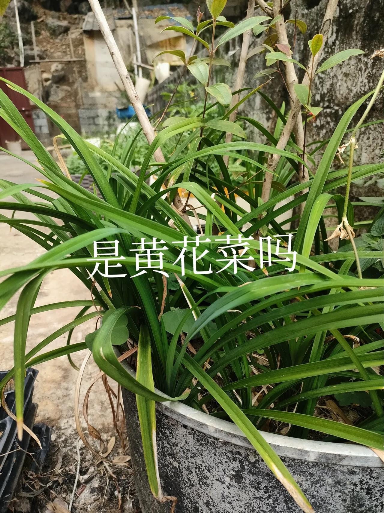 一直把它当做麦冬来种，结果今年开了一些花怎么看像极了黄花菜，更搞笑的事，今年在网