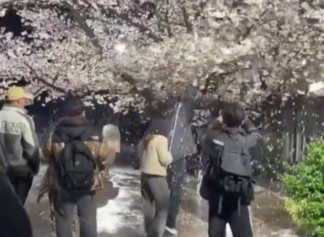 吴柳芳背后MCN拍段子狂摇百年樱花树 2023年3月，大海星辰网红团队为了拍摄‘