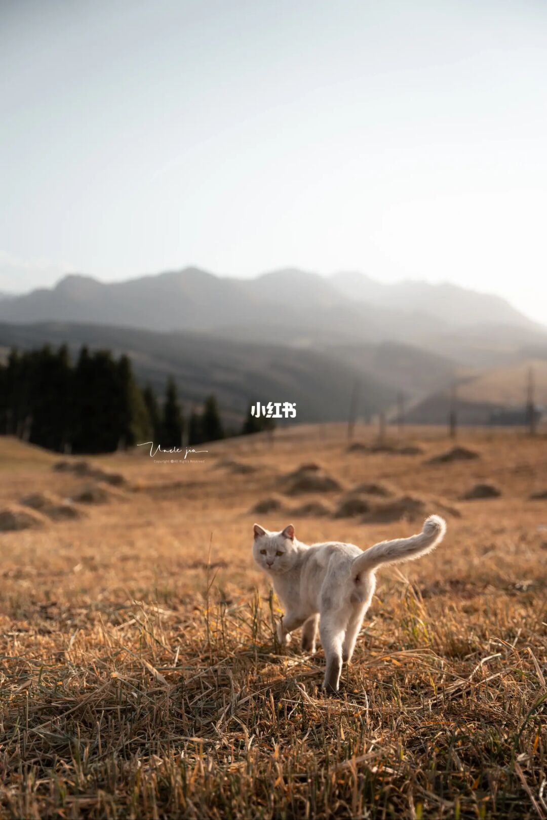 在露营地拍到的这只有点凶的“猫女”