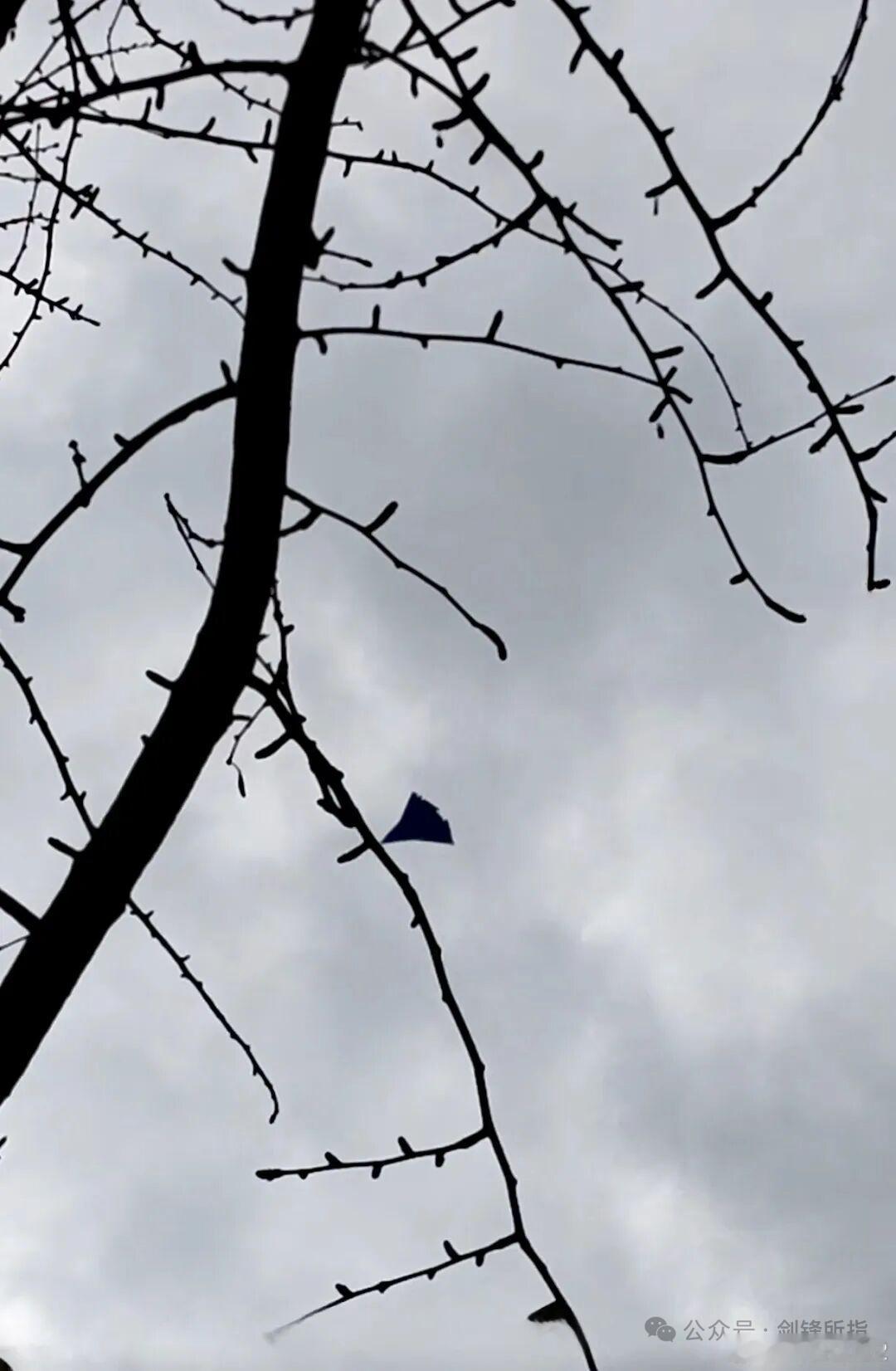 真的不是银杏叶