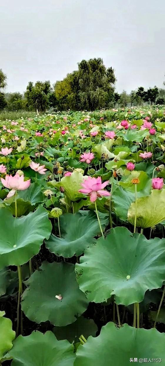 国庆假期出游，
风景区美如画。

荷花尖尖绽放，
荷花开满池香。