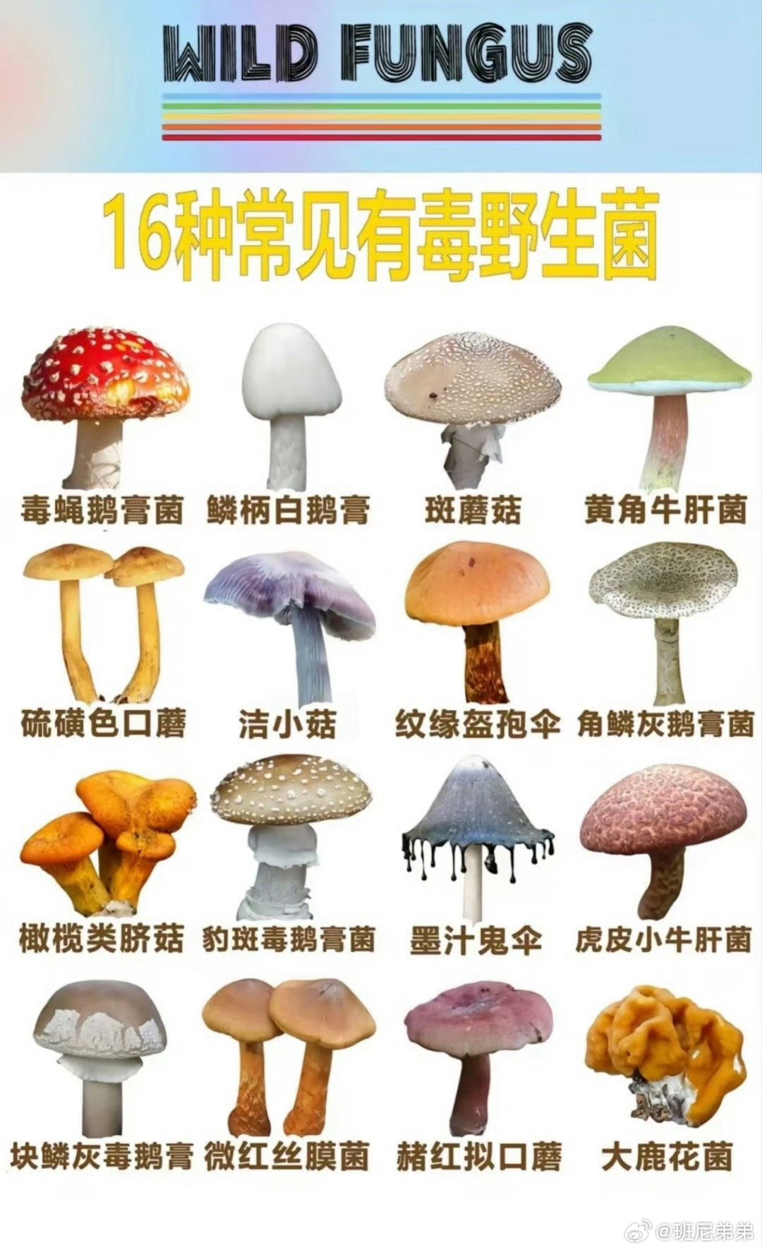 网红称婆婆吃邻居送的蘑菇中毒身亡  雨后上山采蘑菇是不少人的习惯，还总爱分些给邻