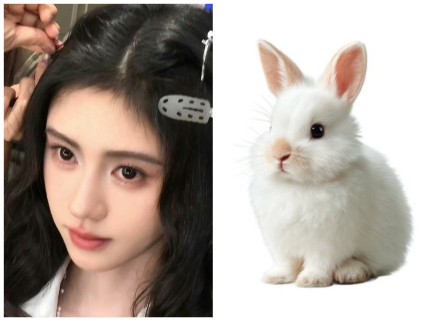 看到🐱塑粉和🐷塑争来争去，我只能说我们家敬意其实是只兔子🐇 ₍ᐢ..ᐢ₎♡