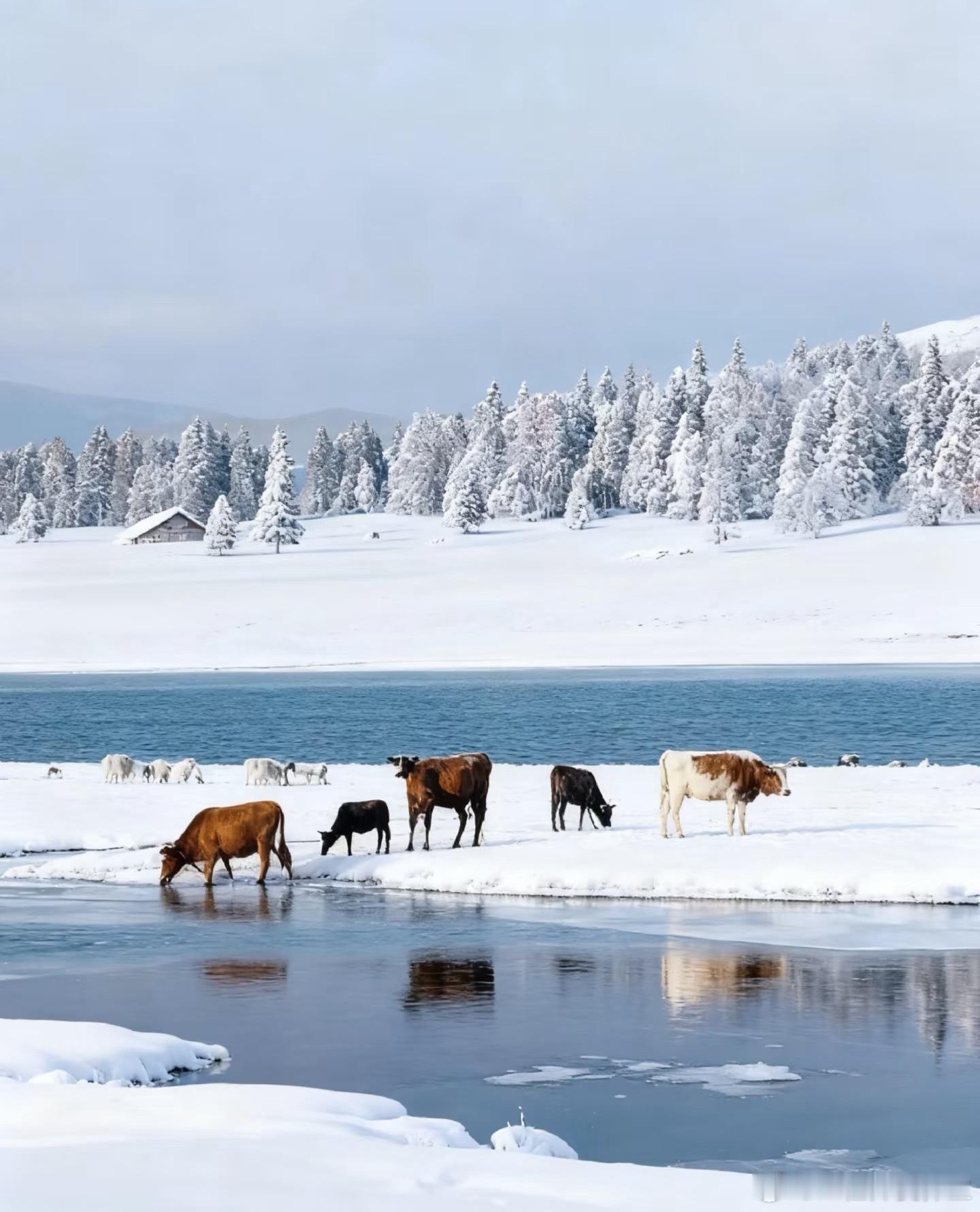 🌨️ 闯入-20℃的童话雪国｜我的乌兰布统冰雪奇遇记 🚙今冬的旅行计划原本锁