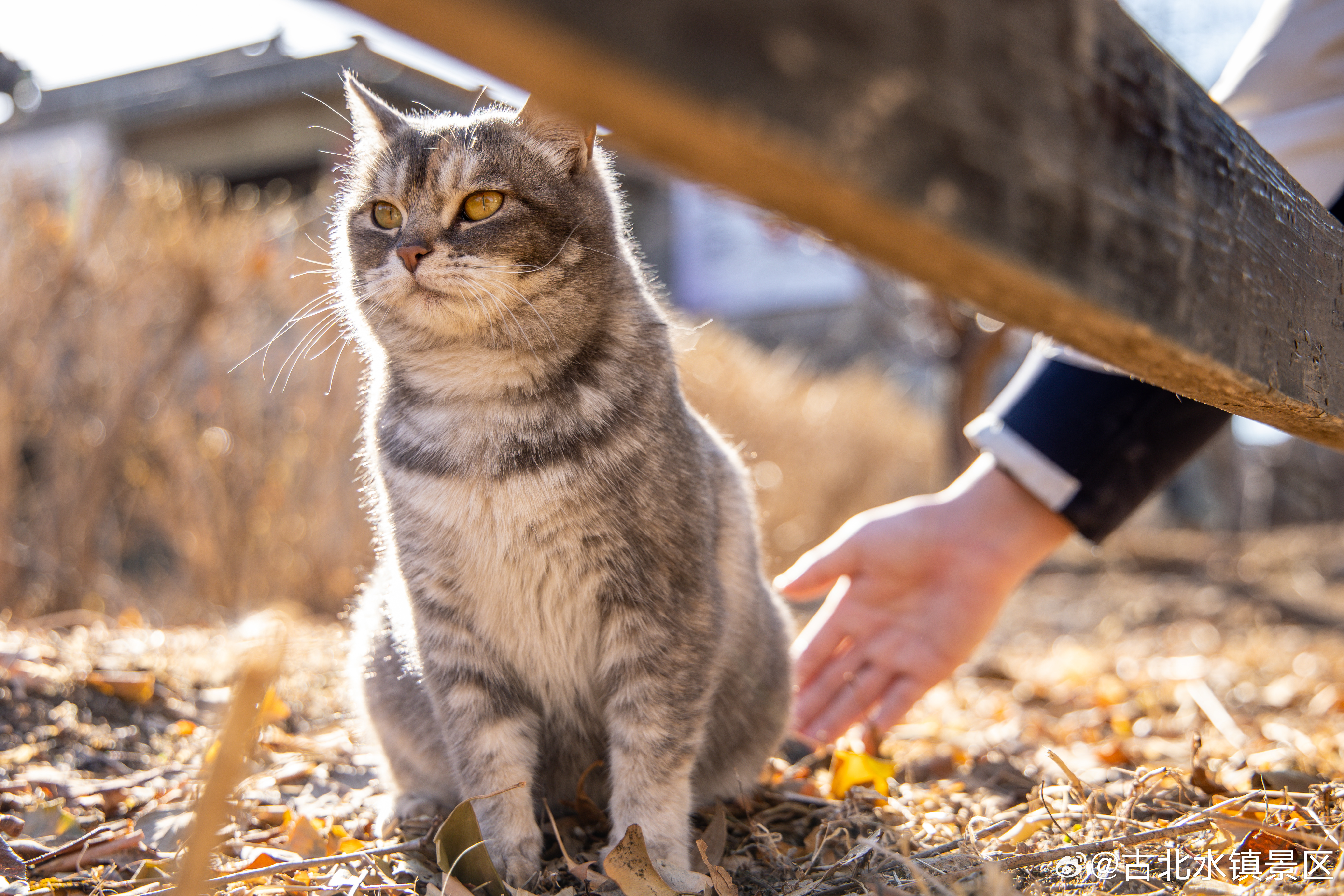 猫在屋檐下打了个哈欠，风里多了几分毛茸茸的暖意。早安，宝子们～#古北水镇# #司