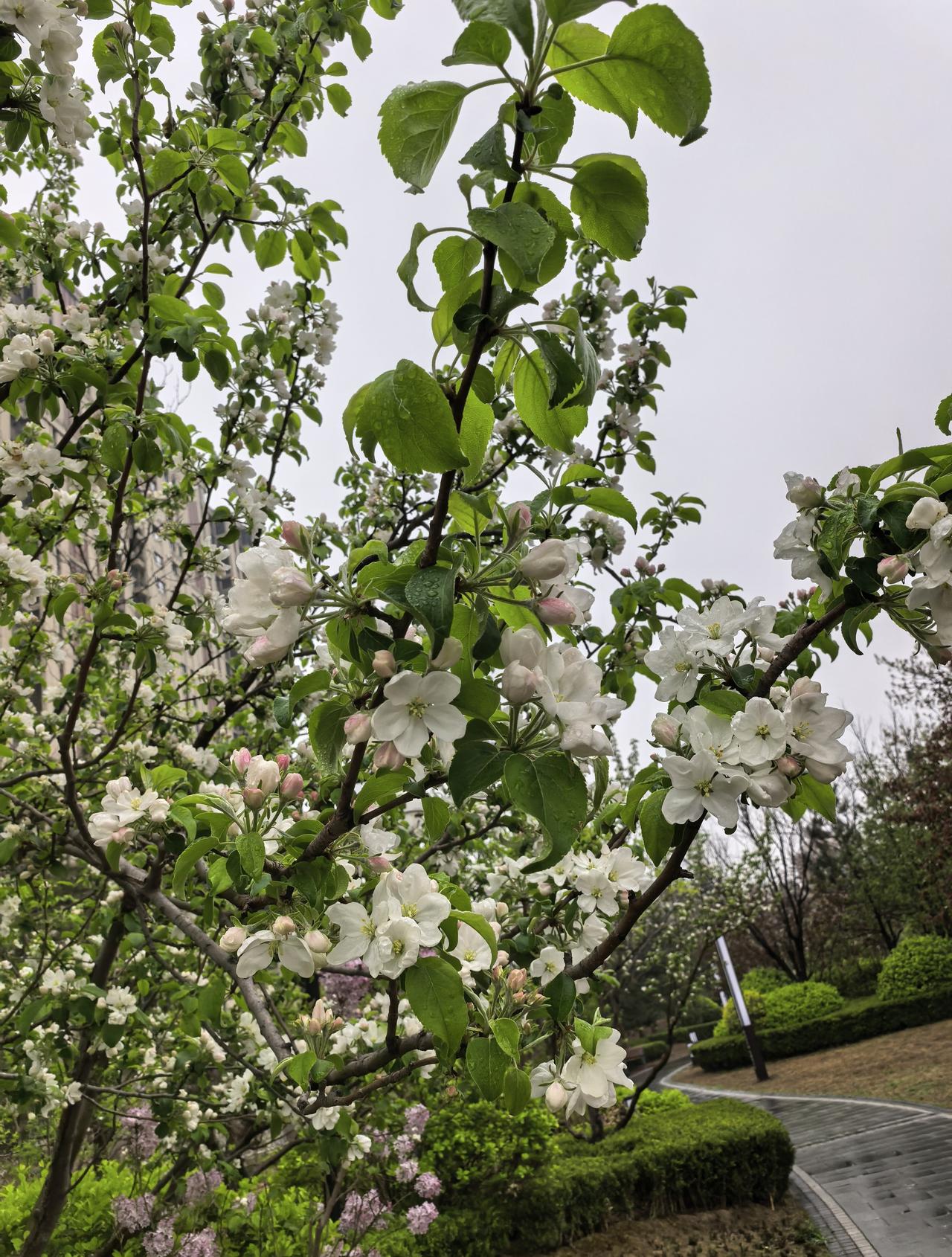 这场春雨
看来大家盼望都已久了
因为冒着毛毛雨散步的不止我一人
p10-12鸟儿