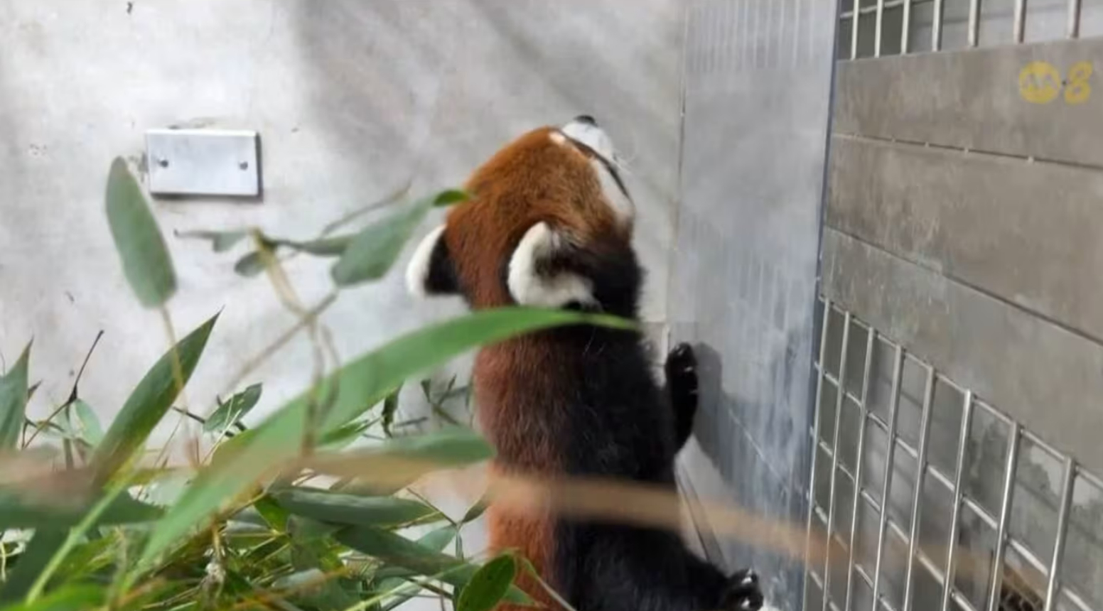 我其实挺心疼这对小熊猫的，都这样了还要送过去，整得跟贾迎春出嫁孙绍祖一样，小熊猫