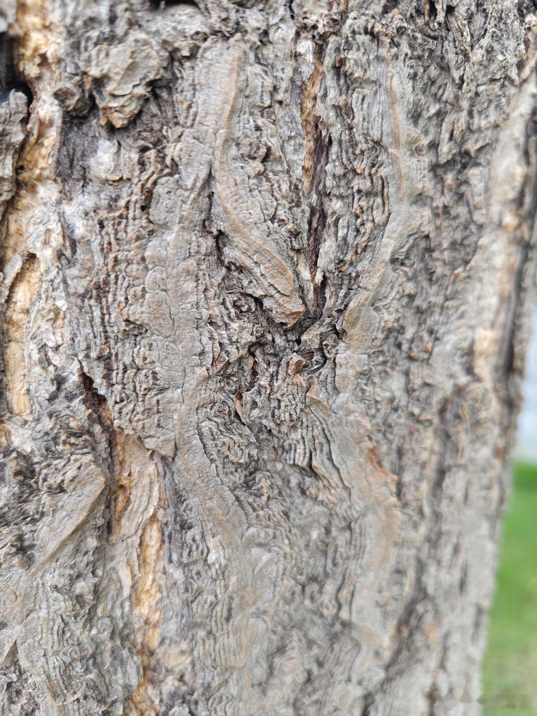 旧尘覆昨夜，新雨浥今晨。继续找蚂蚁，练眼神！ 