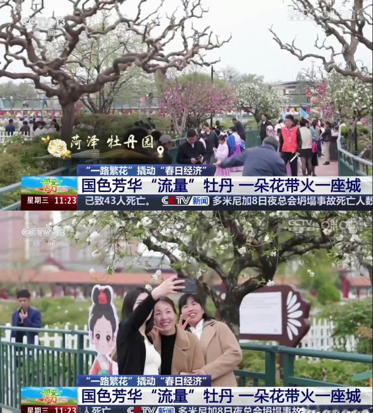 山东认证国色芳华带动牡丹经济杨紫李现二搭《国色芳华》太出圈！山东官方认证其带动力