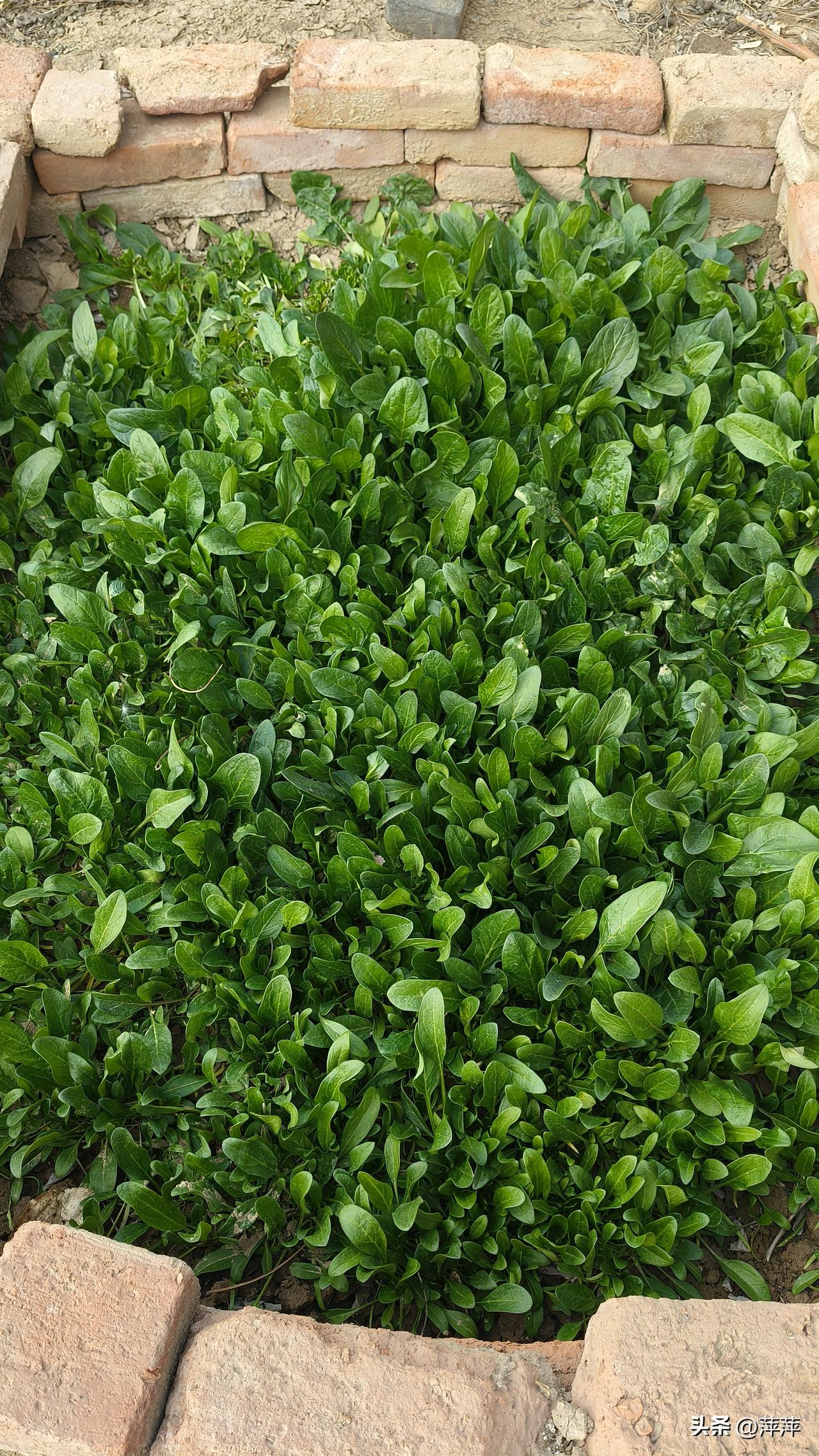 今年春天最想实现的心愿赚很多很多的钱！