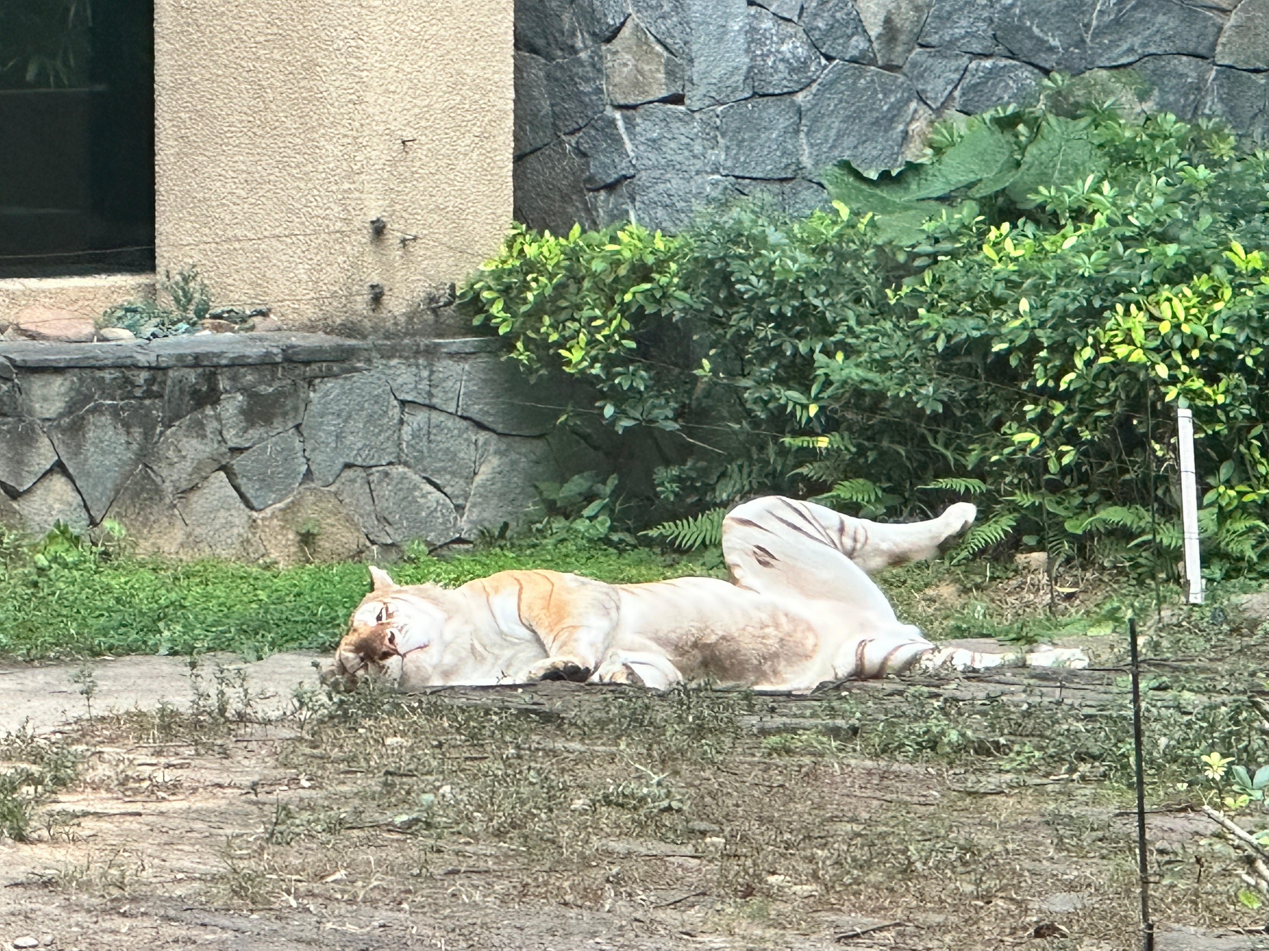 是母老虎🐯吧？但看起来不是很开心的样子 ​​​