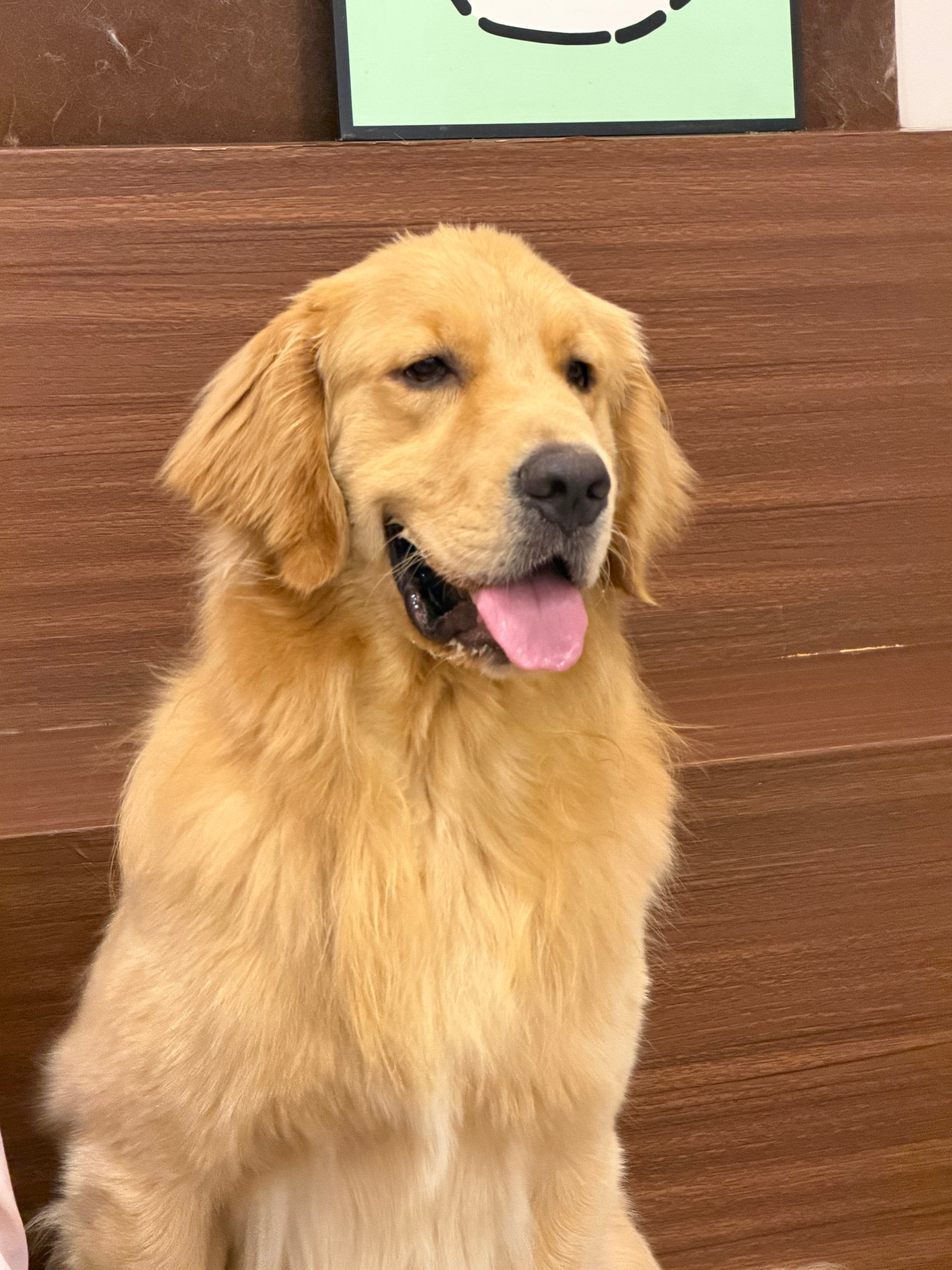 没有吃的只有猫狗 