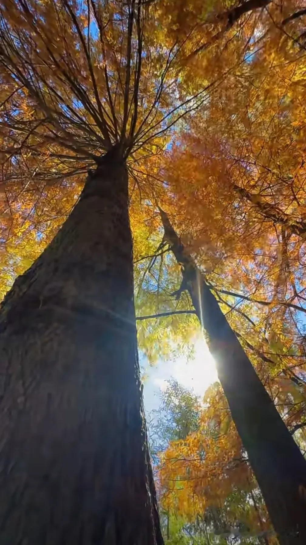 冬日暖阳，树影斑驳，时光静好。🍂🍁🌞